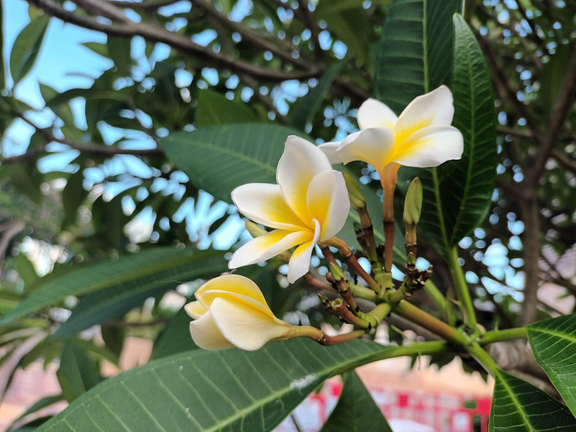 https://www.fa.gov.hk/雞蛋花