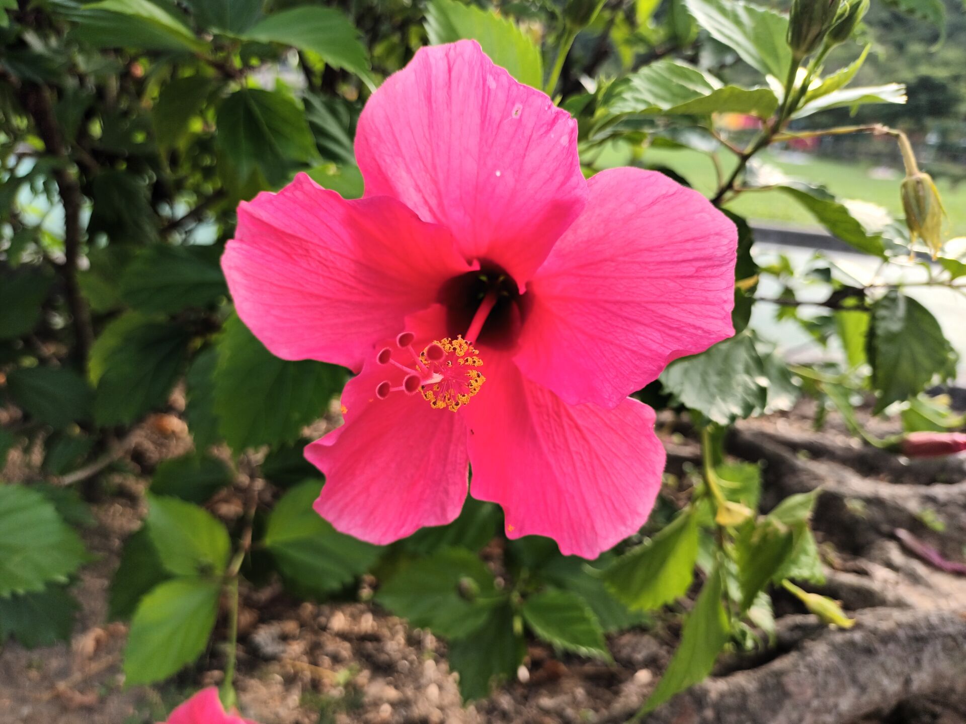 https://www.fa.gov.hk/朱槿(扶桑、大紅花)