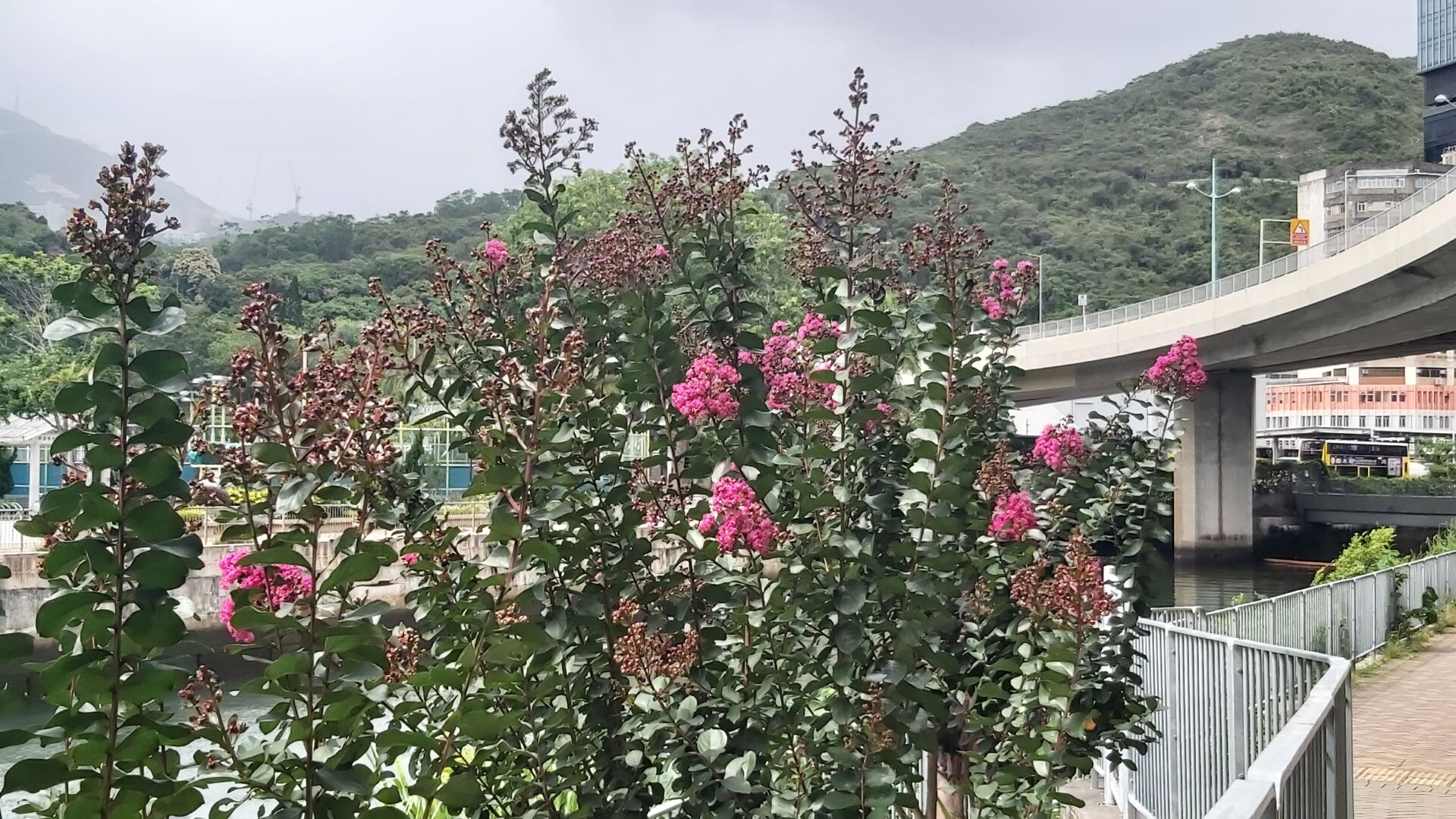 https://www.fa.gov.hk/紫薇
