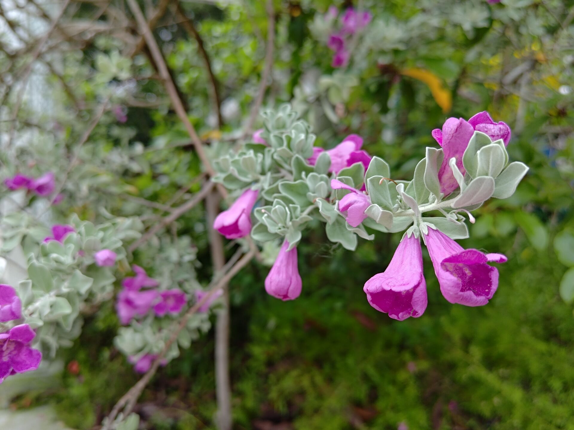 https://www.fa.gov.hk/紅花玉芙蓉