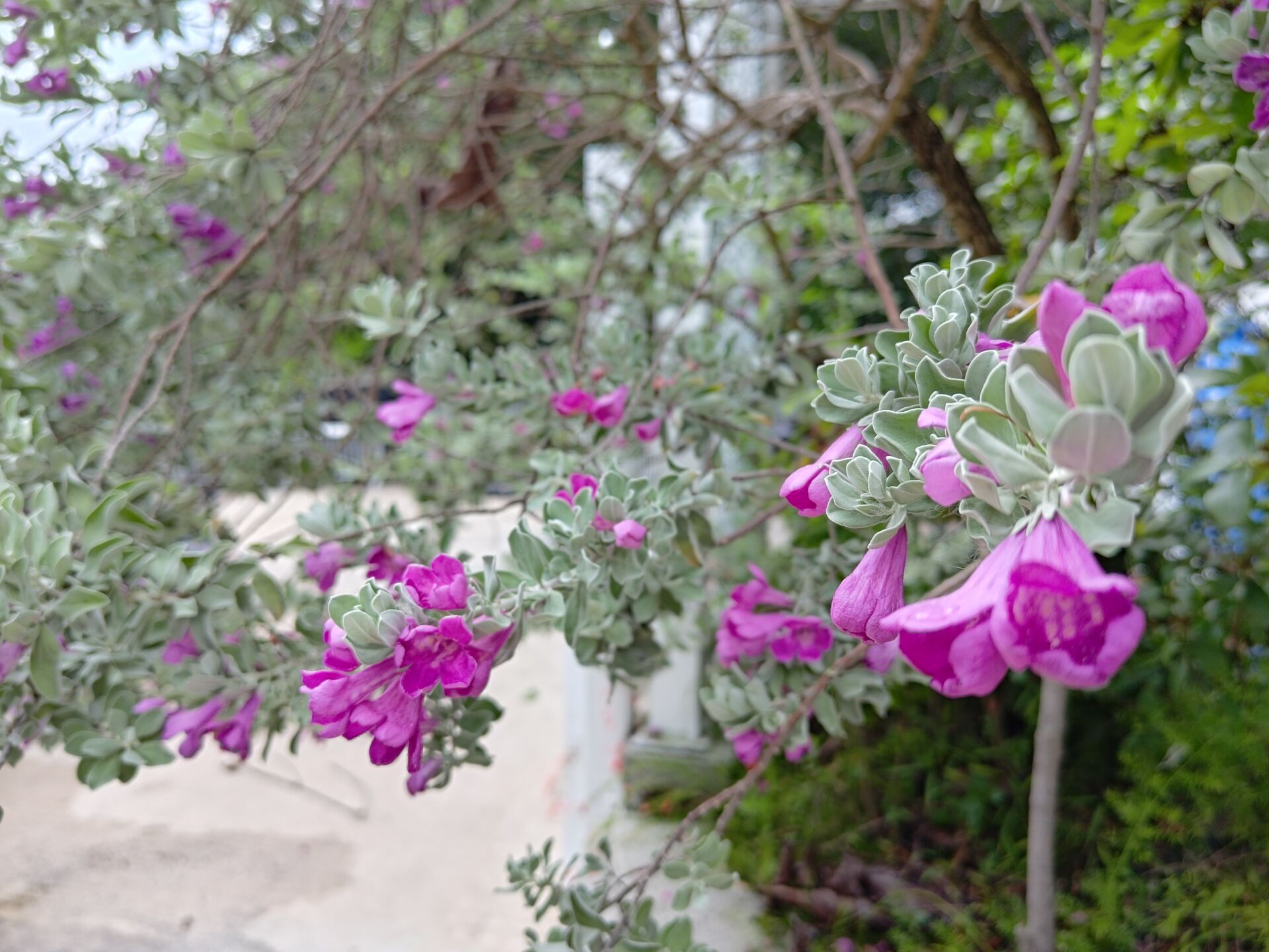 https://www.fa.gov.hk/紅花玉芙蓉