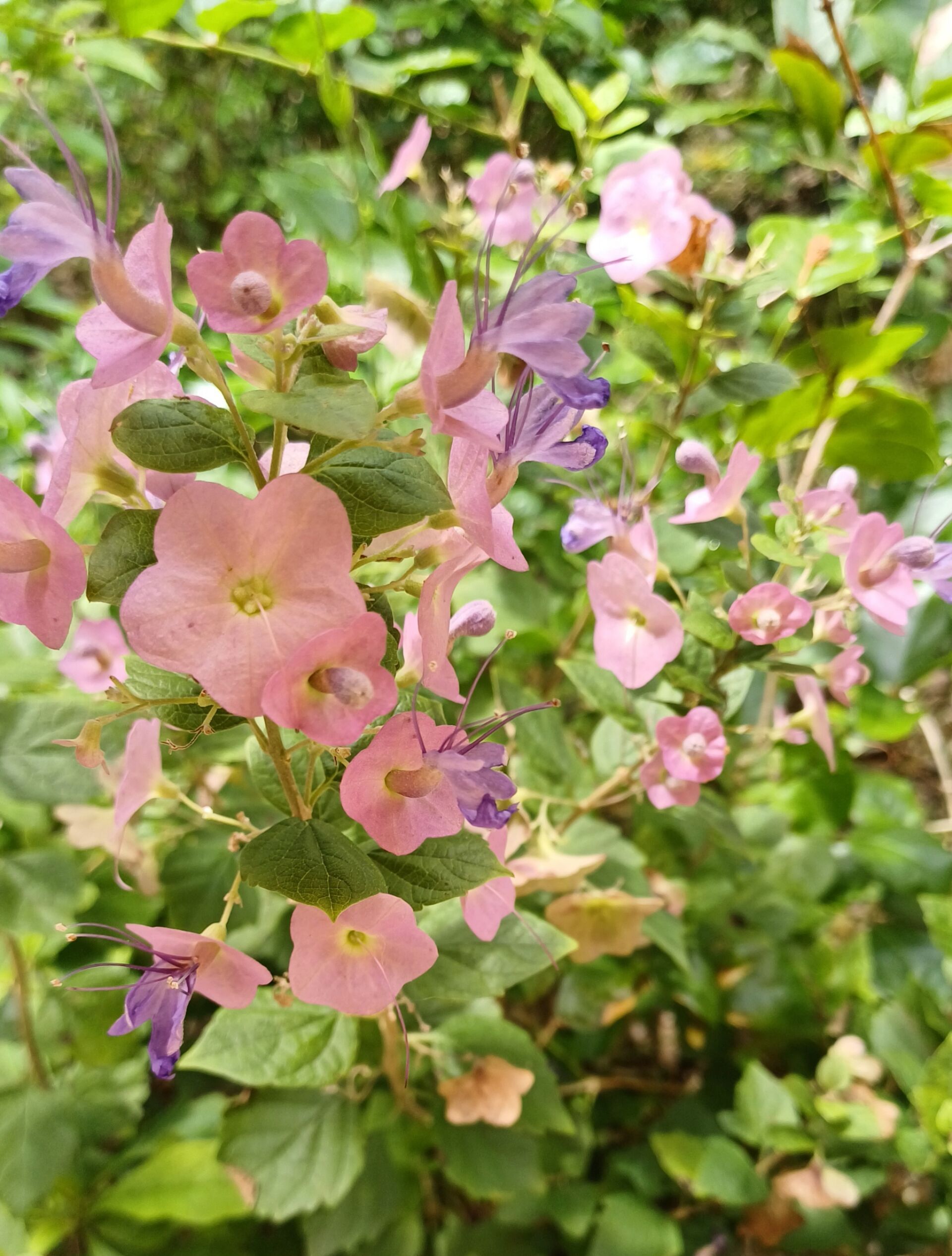 https://www.fa.gov.hk/蝶心花(紫洋傘花)