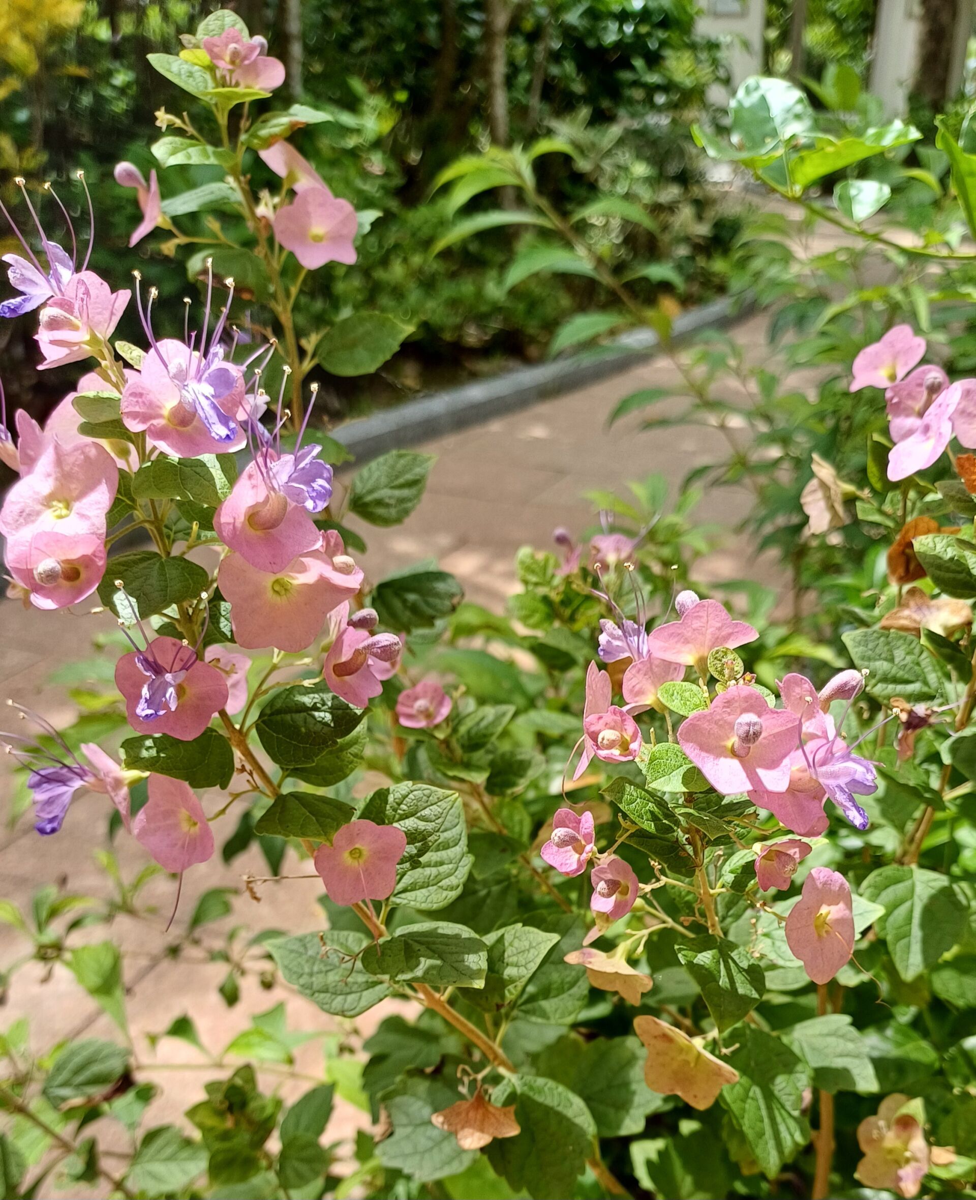 https://www.fa.gov.hk/蝶心花(紫洋傘花)