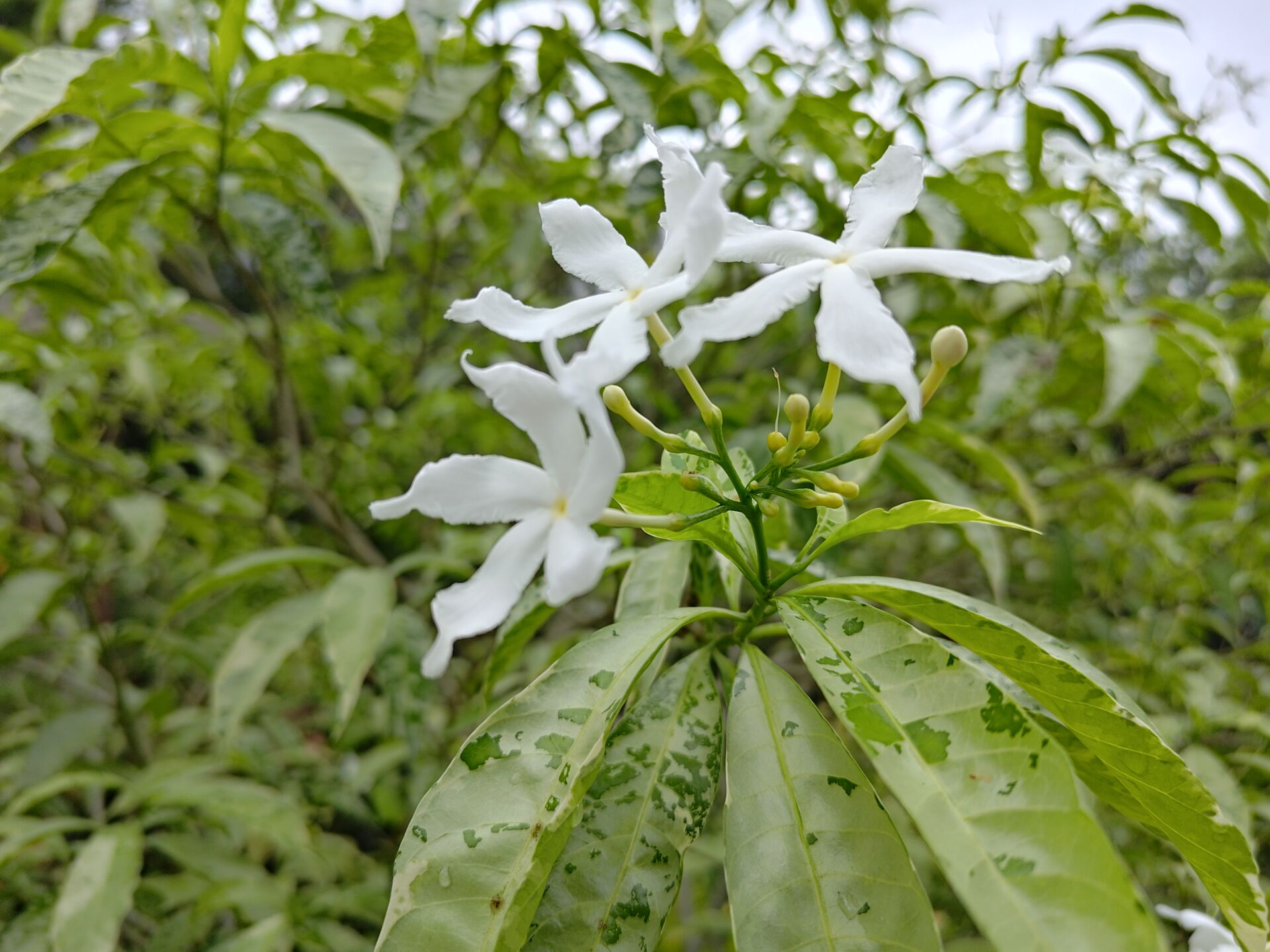 https://www.fa.gov.hk/花葉狗牙花