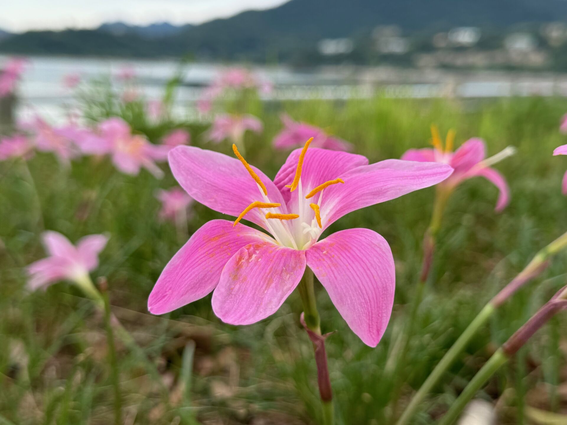 https://www.fa.gov.hk/風雨蘭