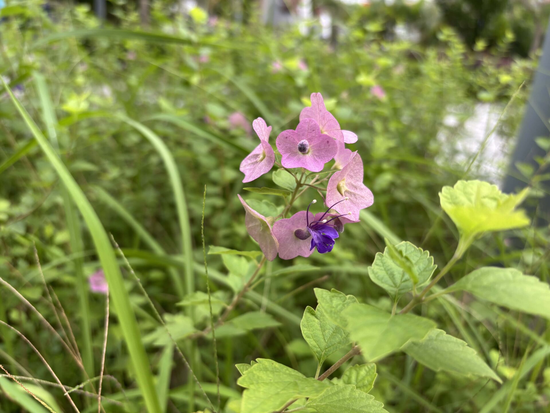 https://www.fa.gov.hk/蝶心花(紫洋傘花)