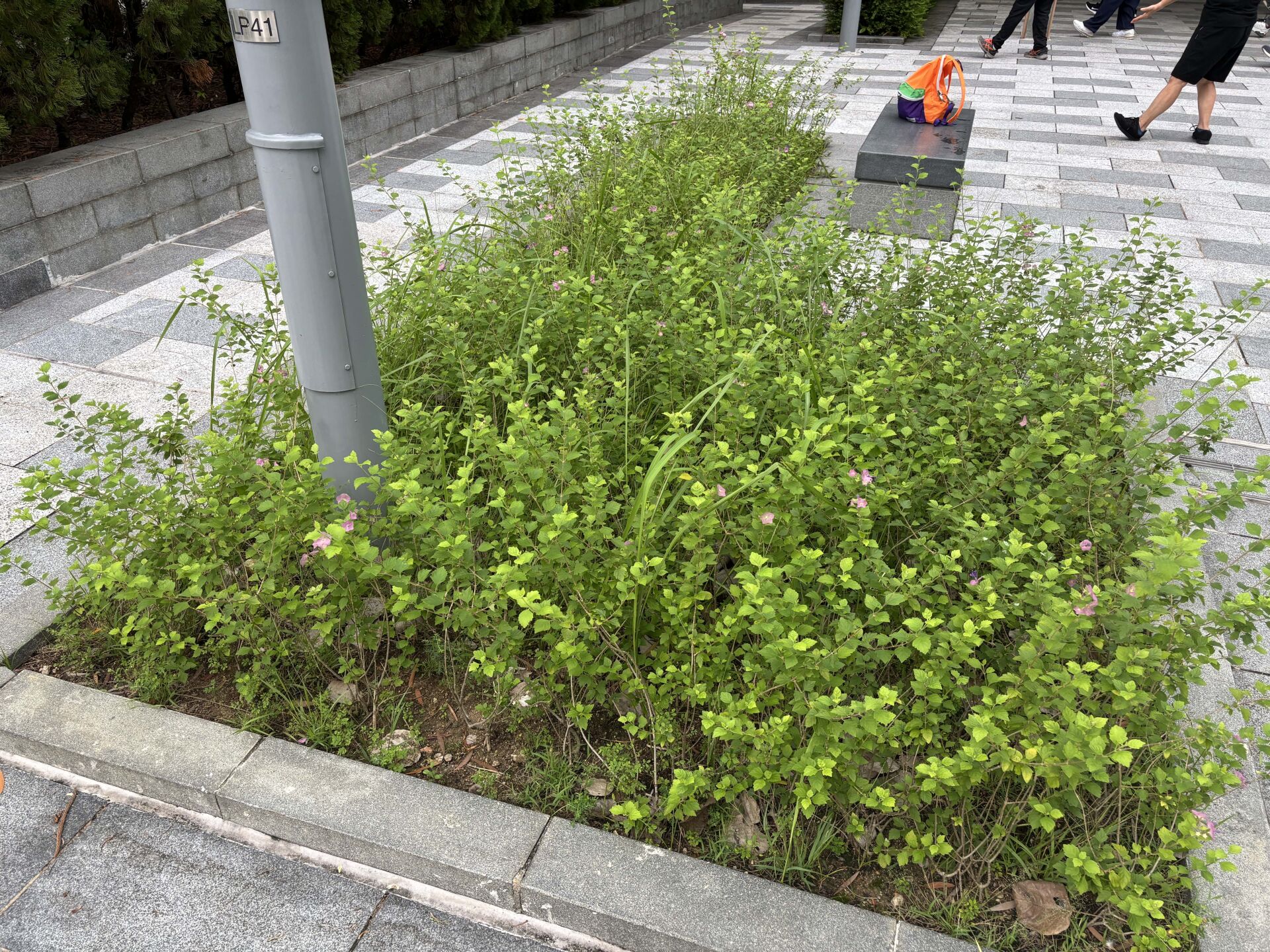 https://www.fa.gov.hk/蝶心花(紫洋傘花)