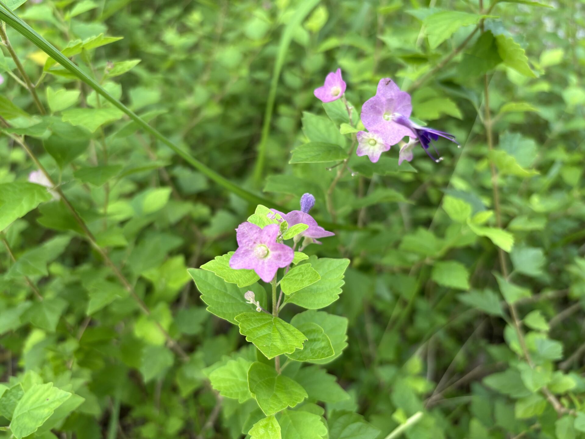 https://www.fa.gov.hk/蝶心花(紫洋傘花)