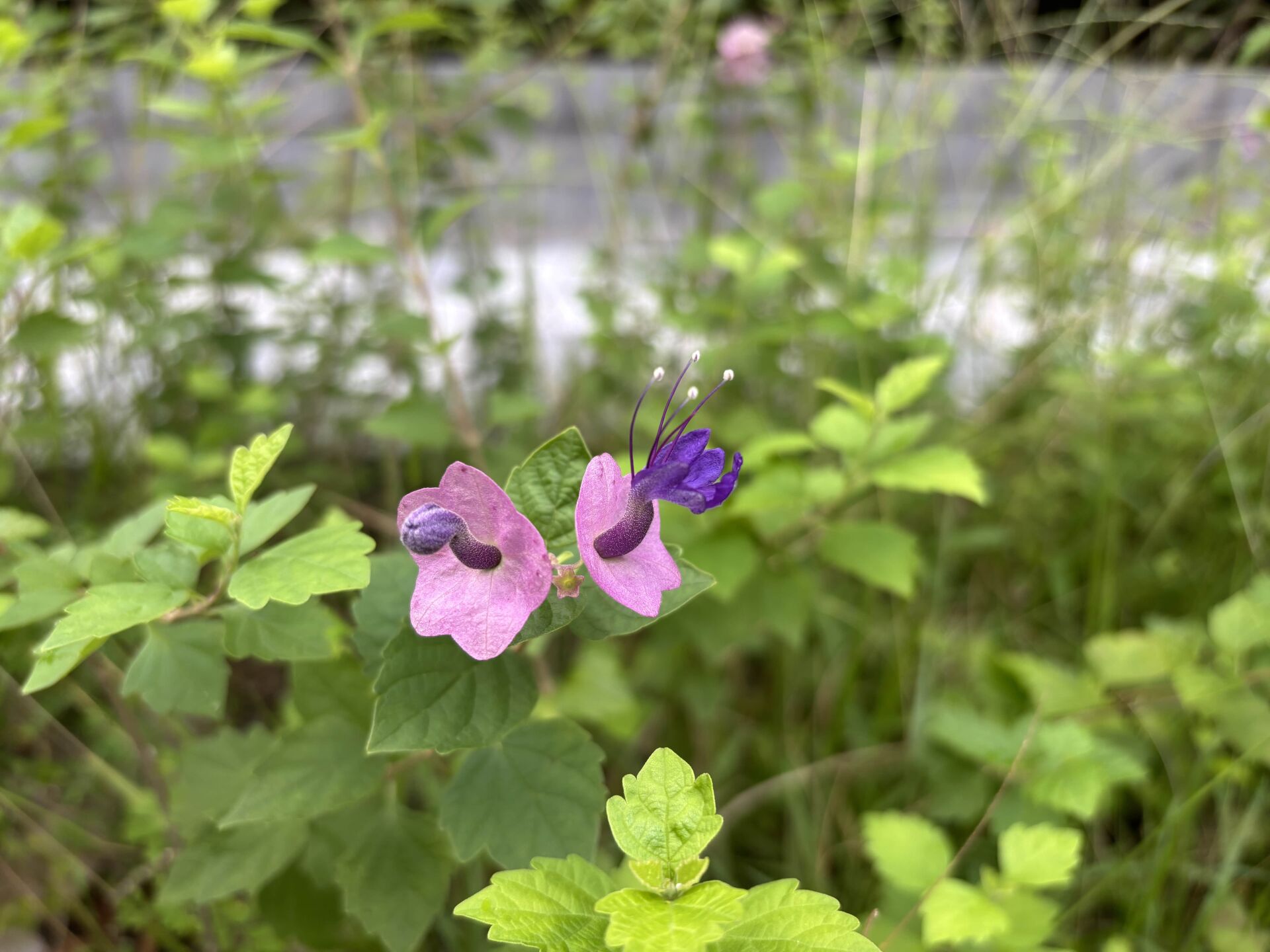 https://www.fa.gov.hk/蝶心花(紫洋傘花)