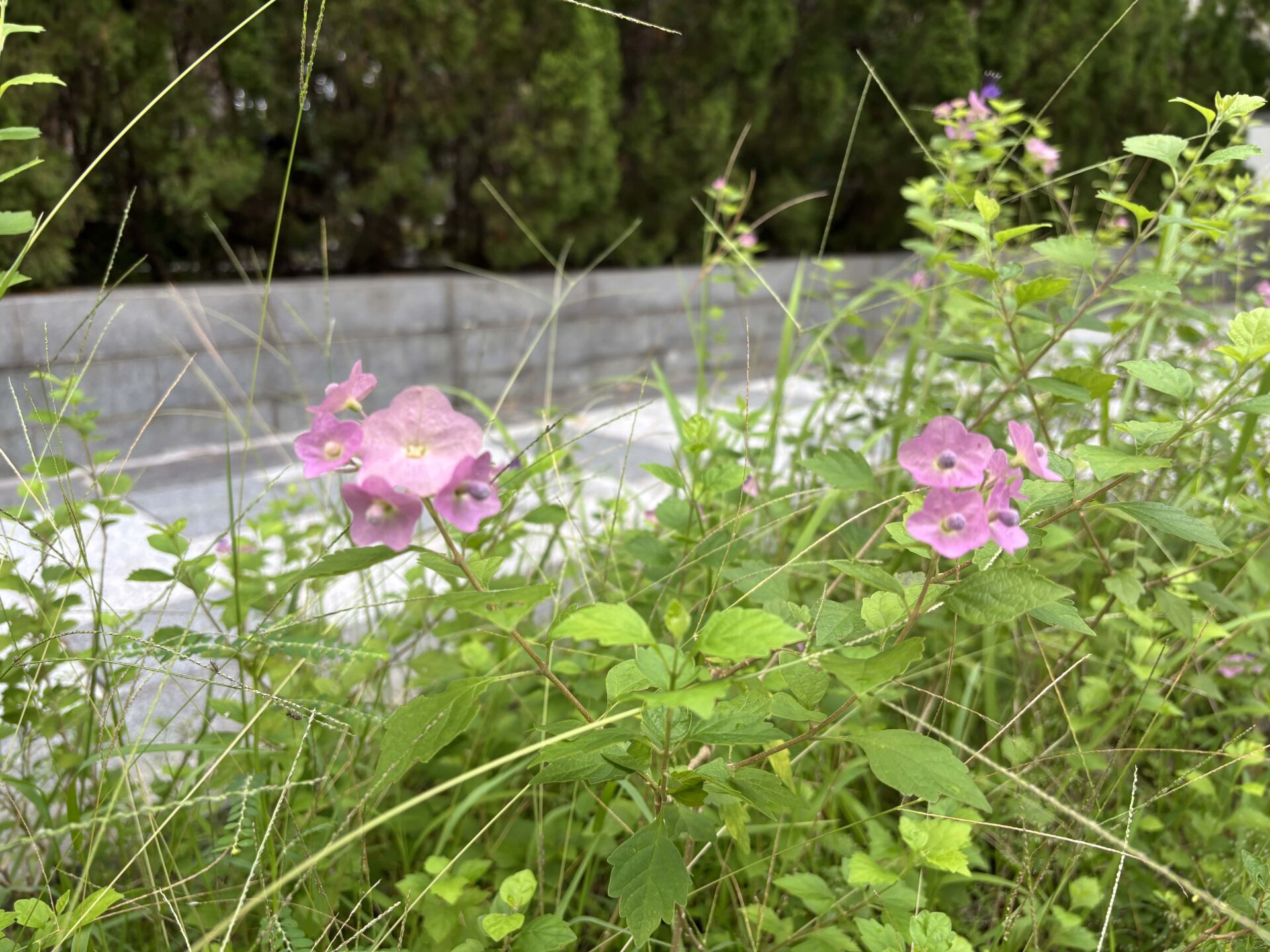https://www.fa.gov.hk/蝶心花(紫洋傘花)