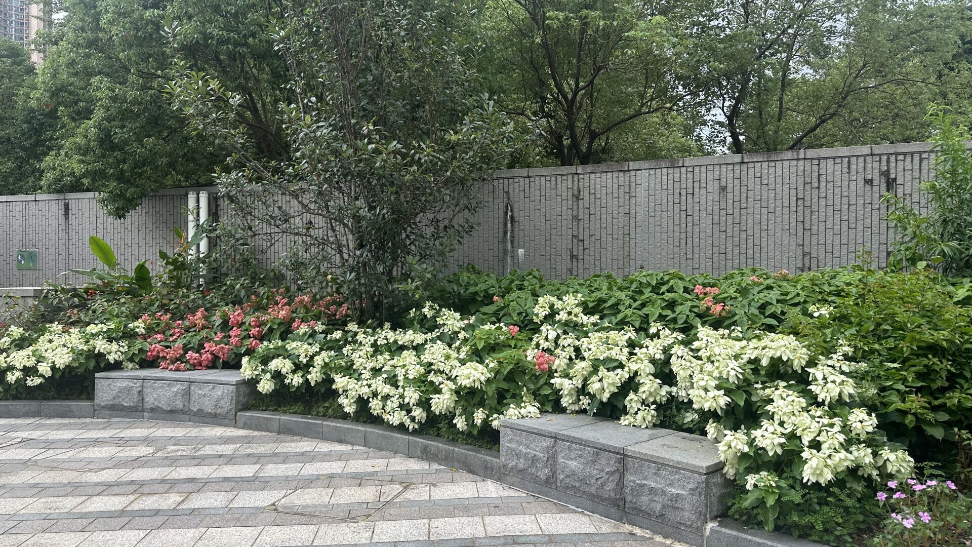 https://www.fa.gov.hk/粉葉金花(粉紙扇) , 白紙扇