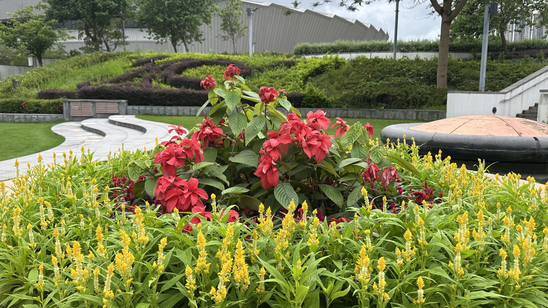 https://www.fa.gov.hk/紅葉金花 (紅紙扇), 鳳尾球