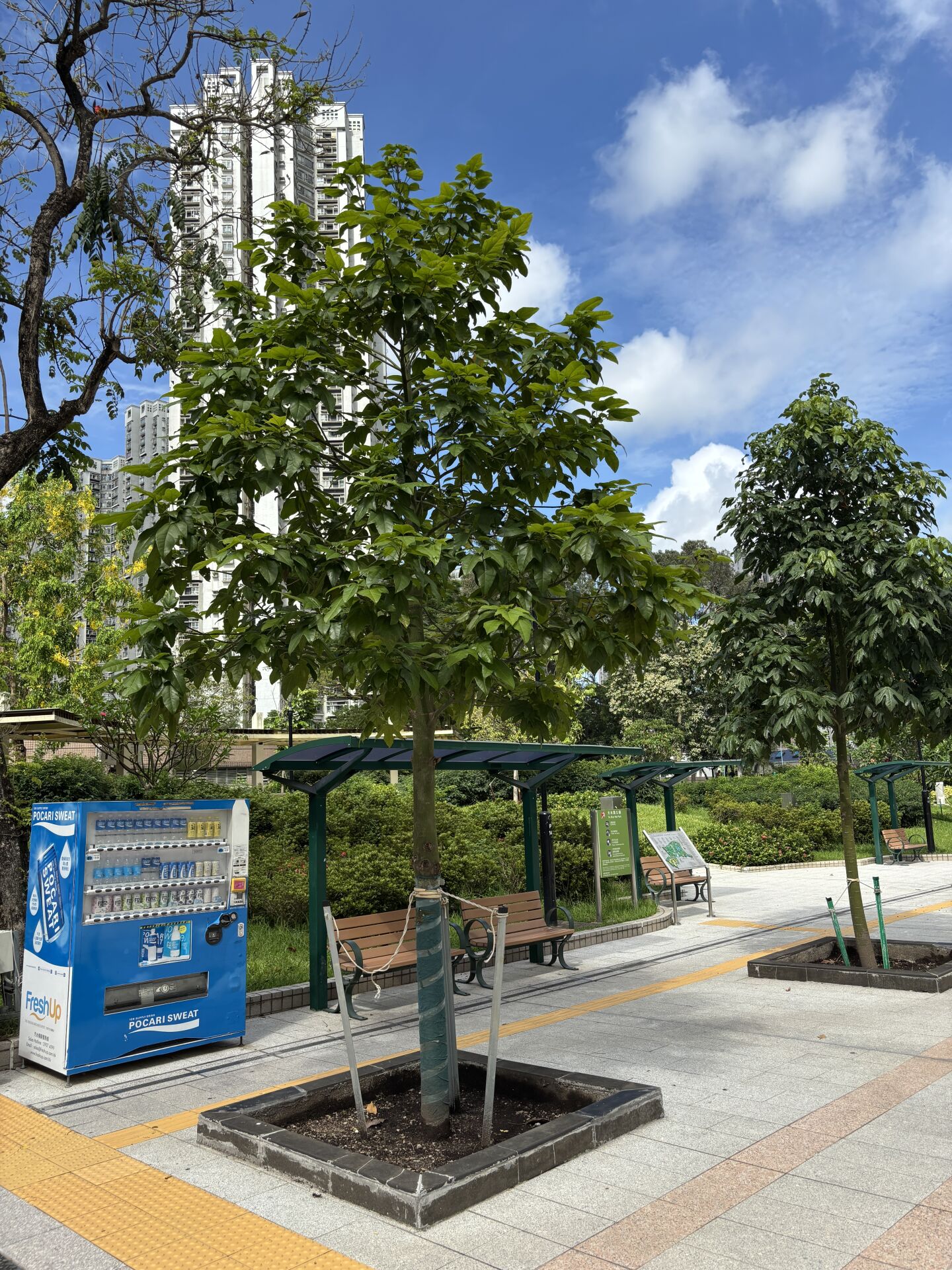 https://www.fa.gov.hk/槭葉蘋婆