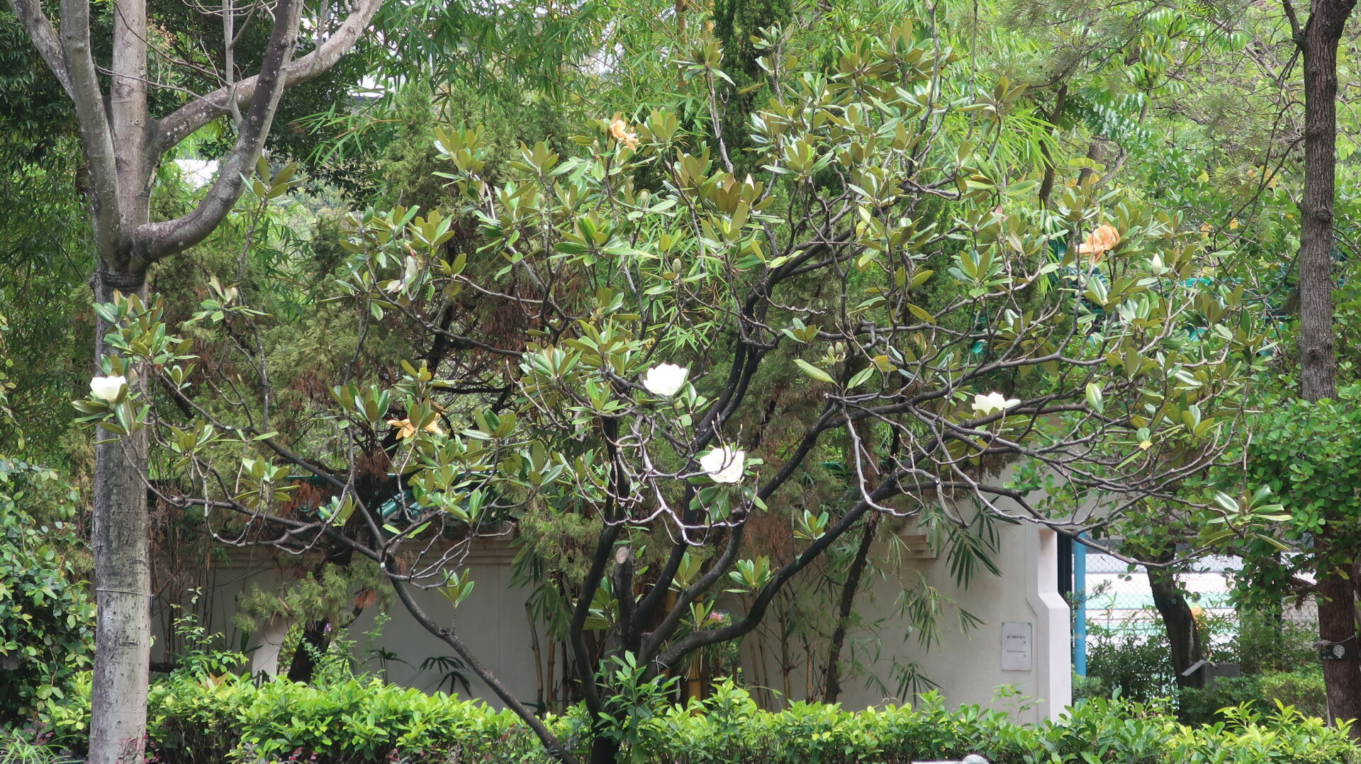 https://www.fa.gov.hk/荷花玉蘭(洋玉蘭)