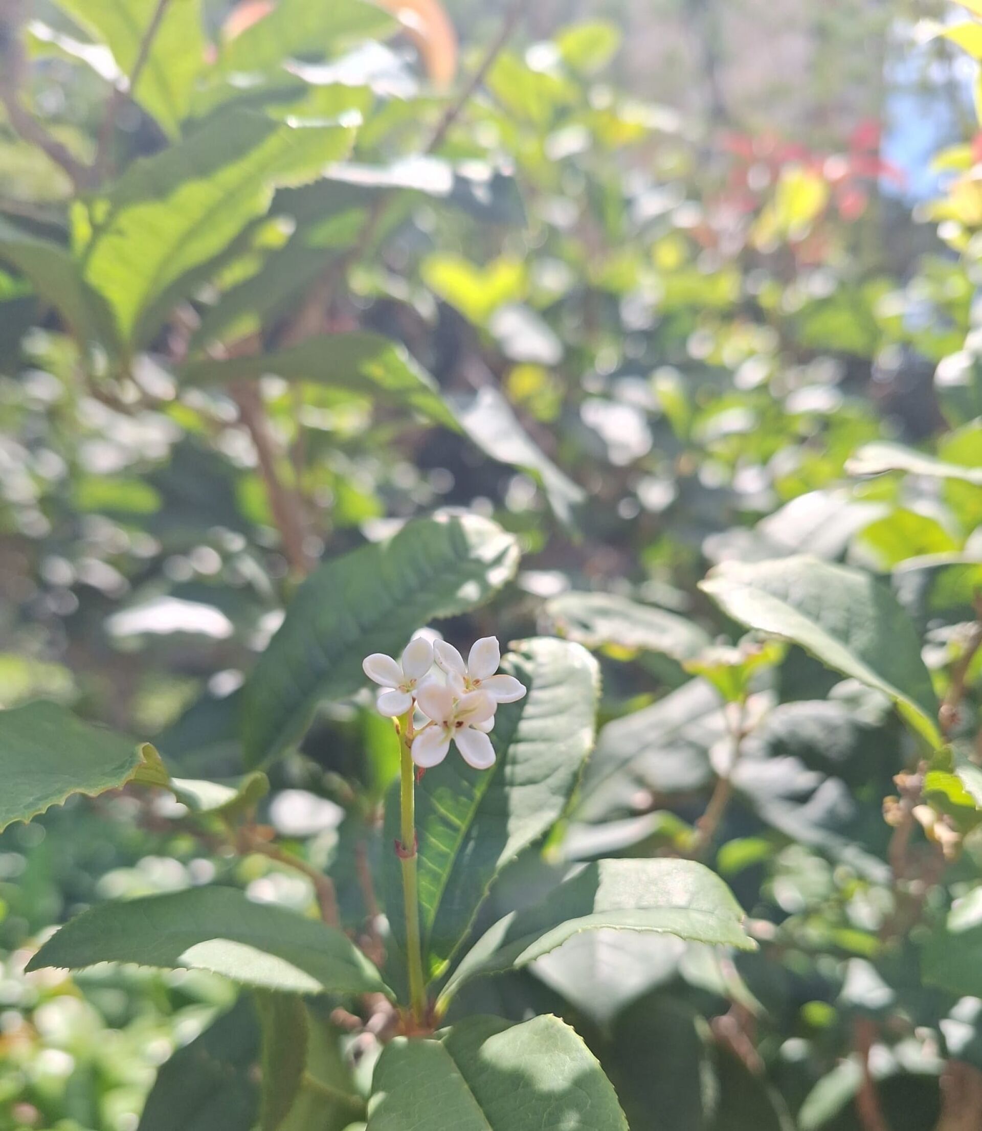 https://www.fa.gov.hk/桂花