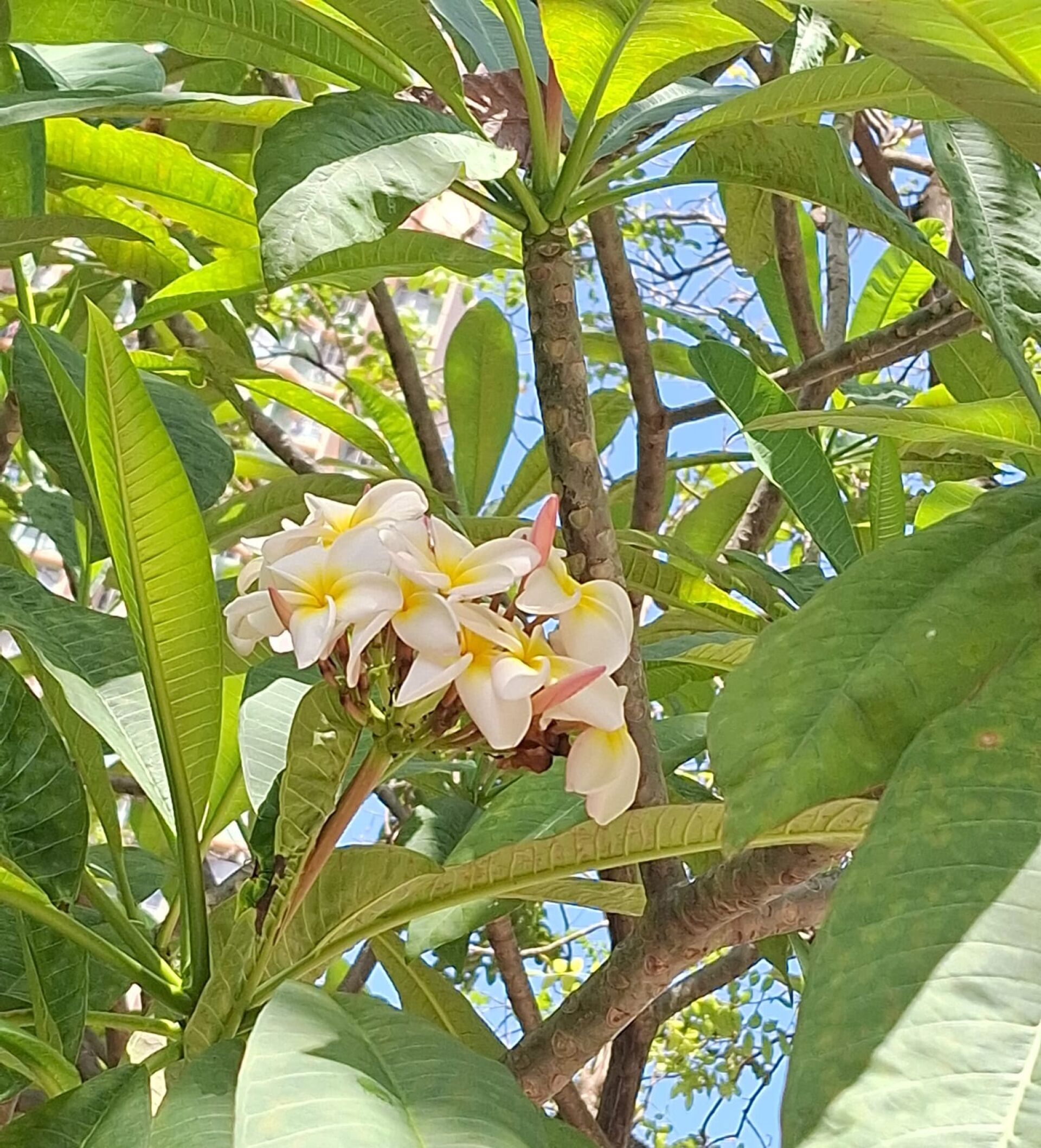 https://www.fa.gov.hk/雞蛋花