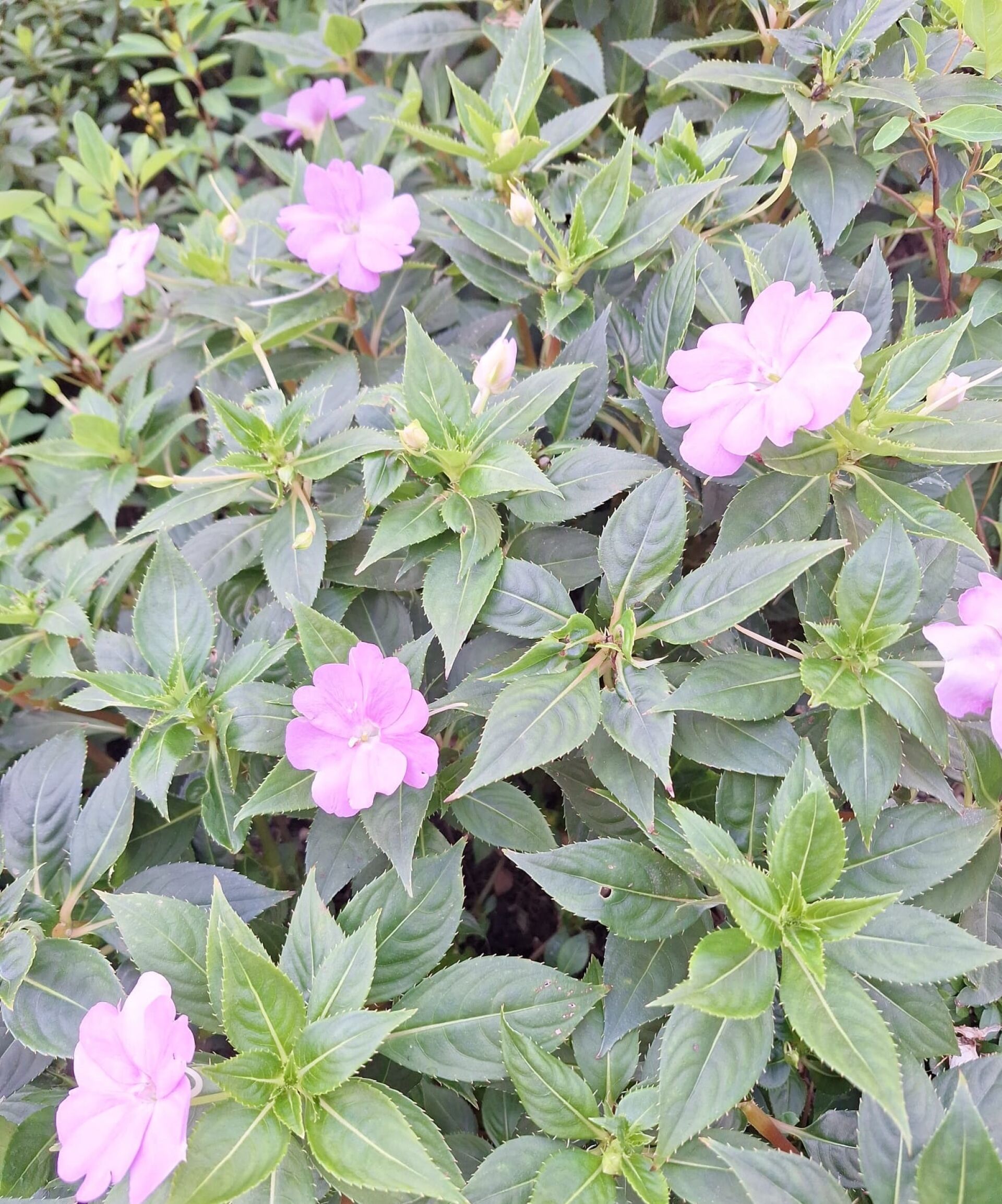 https://www.fa.gov.hk/鳳仙花