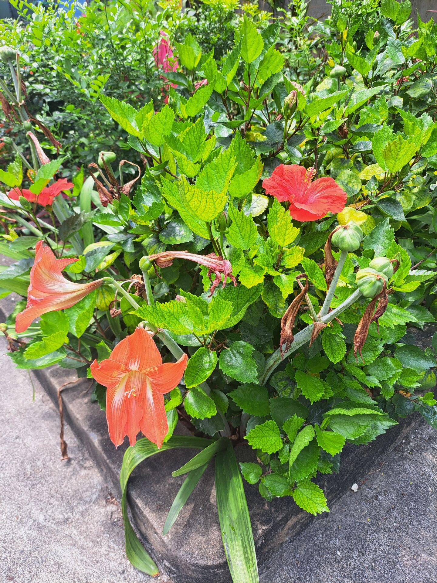 https://www.fa.gov.hk/朱槿(扶桑、大紅花)