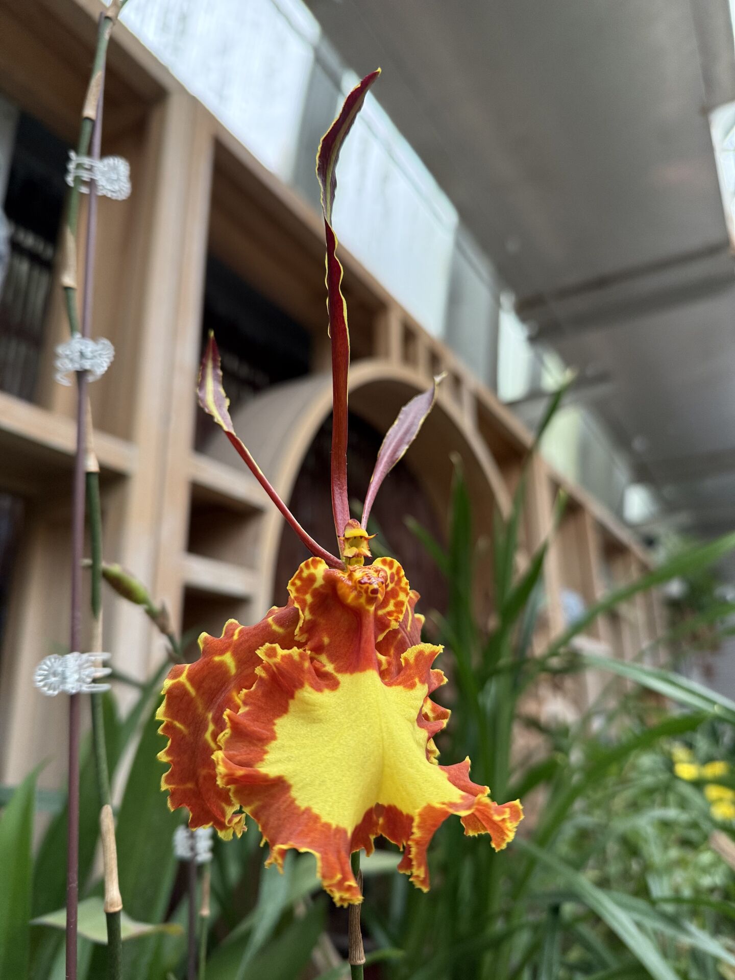 https://www.fa.gov.hk/蛾形文心蘭(巴比龍)