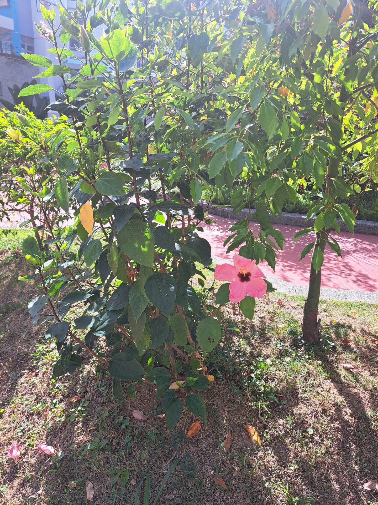 https://www.fa.gov.hk/朱槿(扶桑、大紅花)