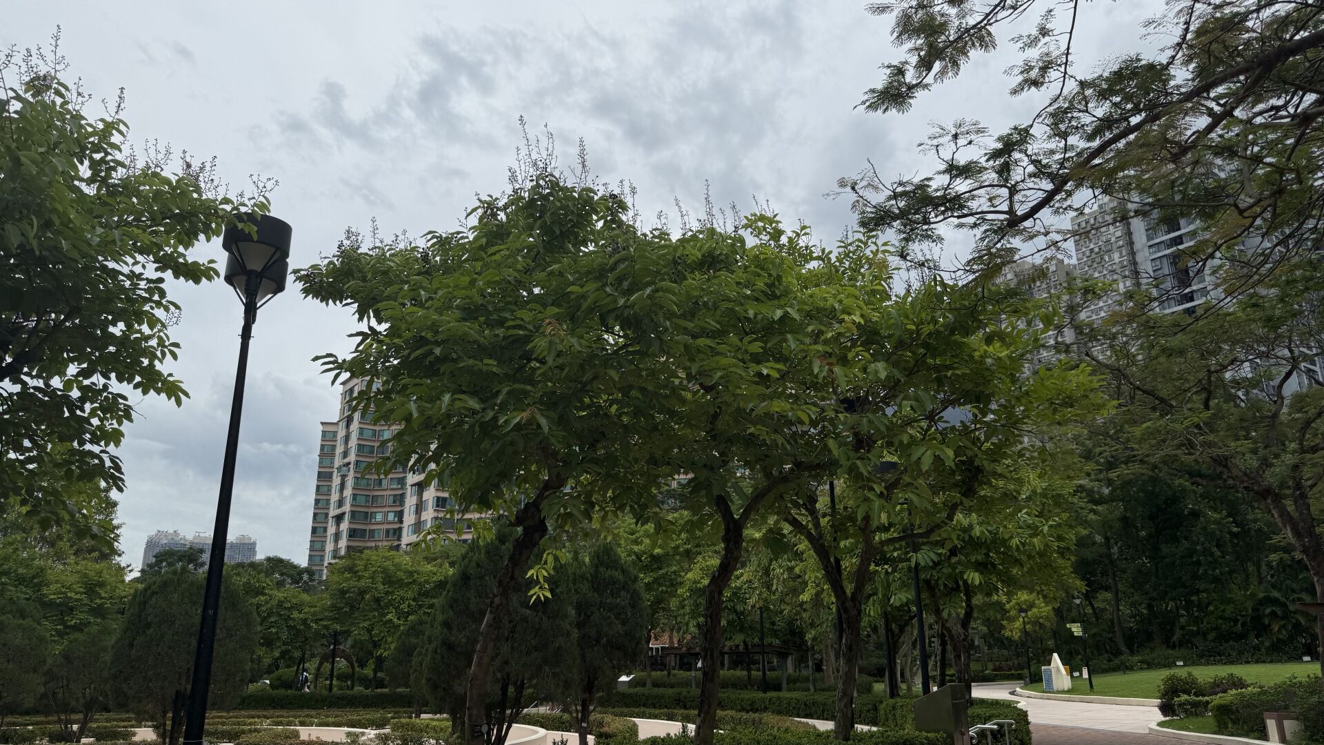 https://www.fa.gov.hk/大花紫薇(洋紫薇)