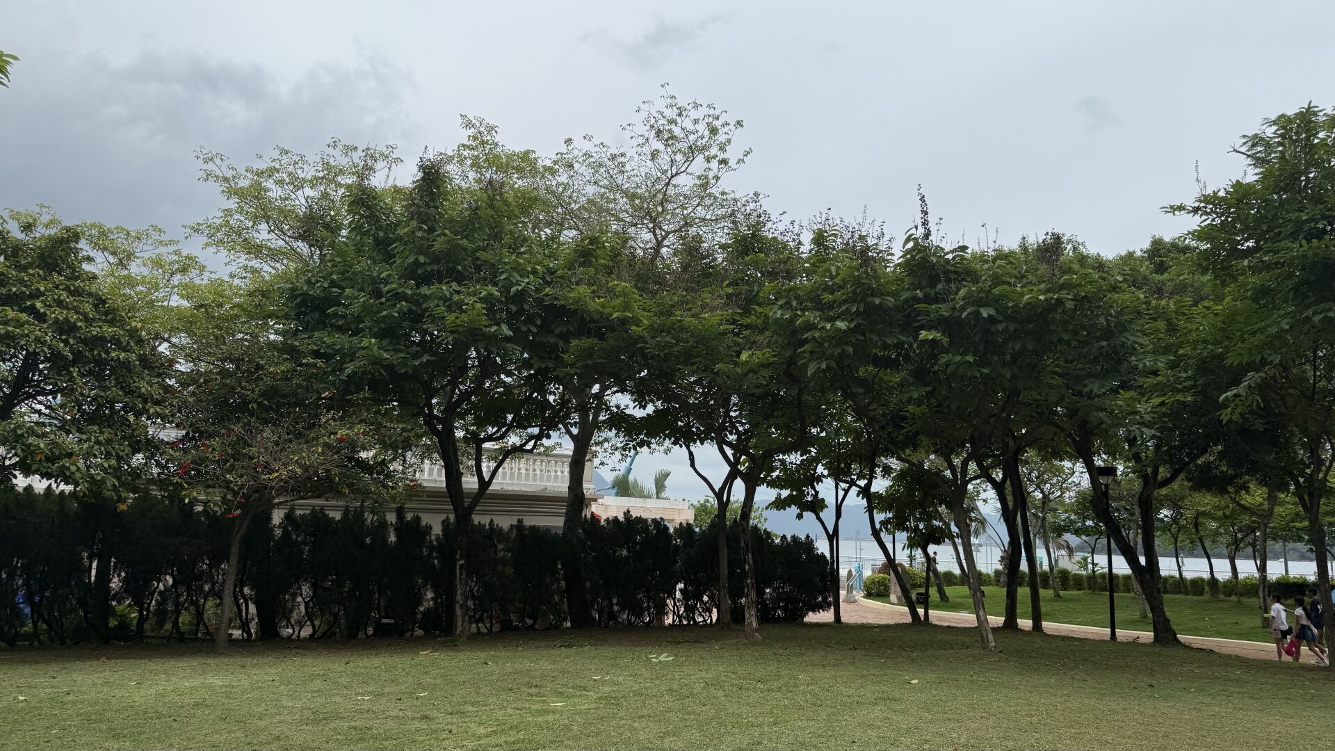 https://www.fa.gov.hk/大花紫薇(洋紫薇)