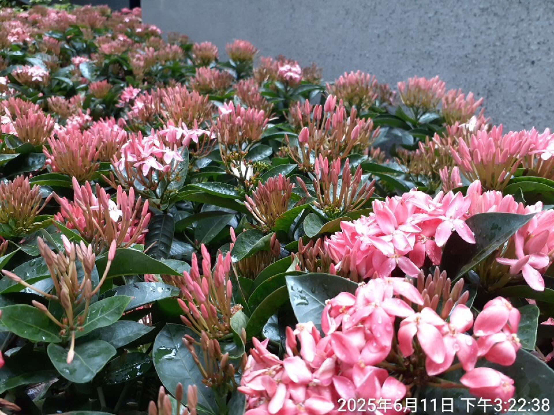 https://www.fa.gov.hk/龍船花