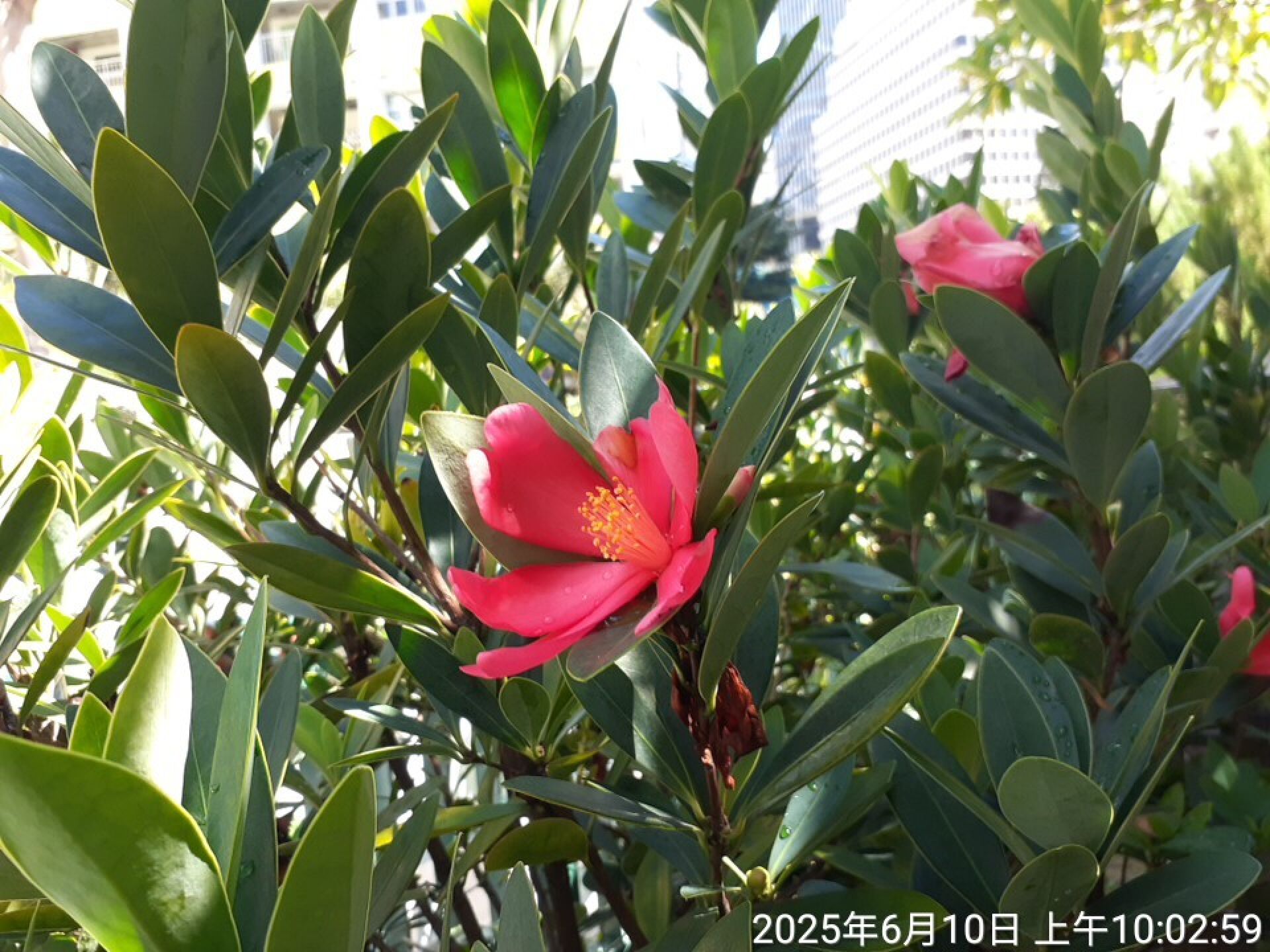 https://www.fa.gov.hk/杜鵑紅山茶