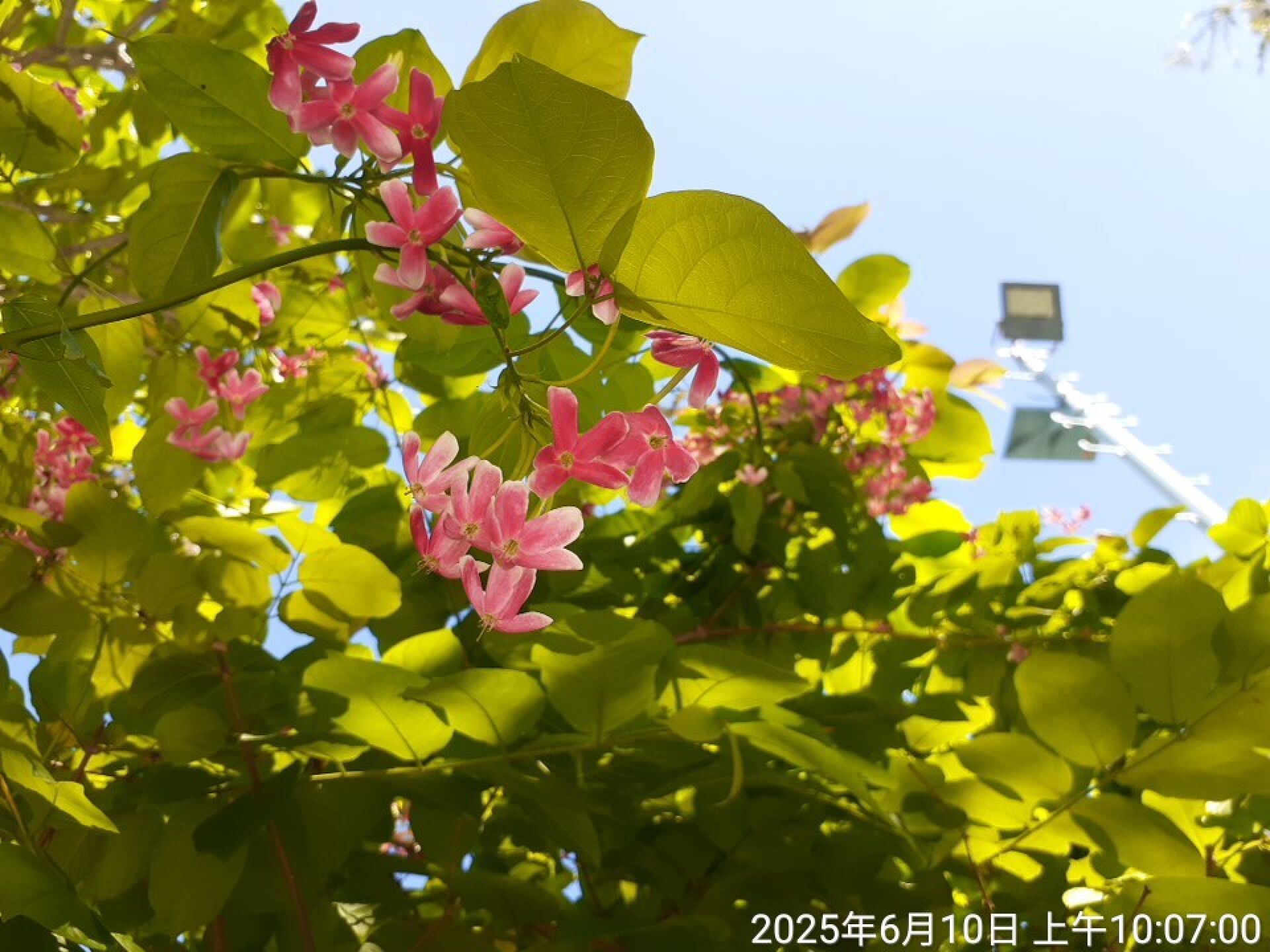https://www.fa.gov.hk/使君子