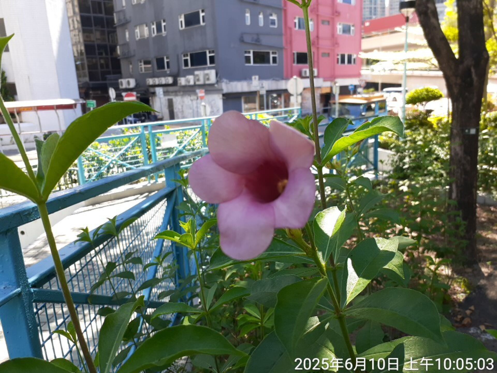 https://www.fa.gov.hk/紫蟬