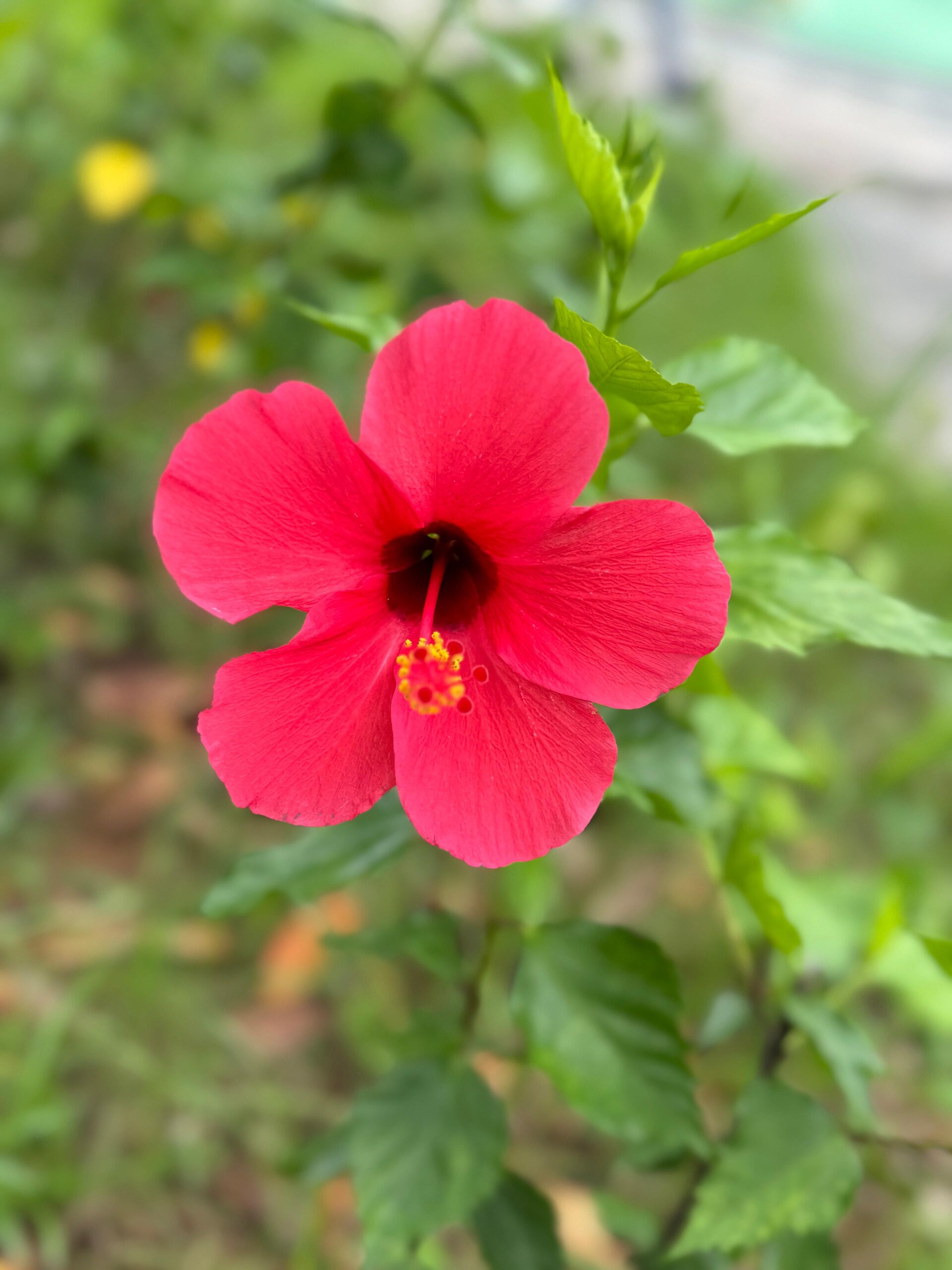 https://www.fa.gov.hk/朱槿(扶桑、大紅花)