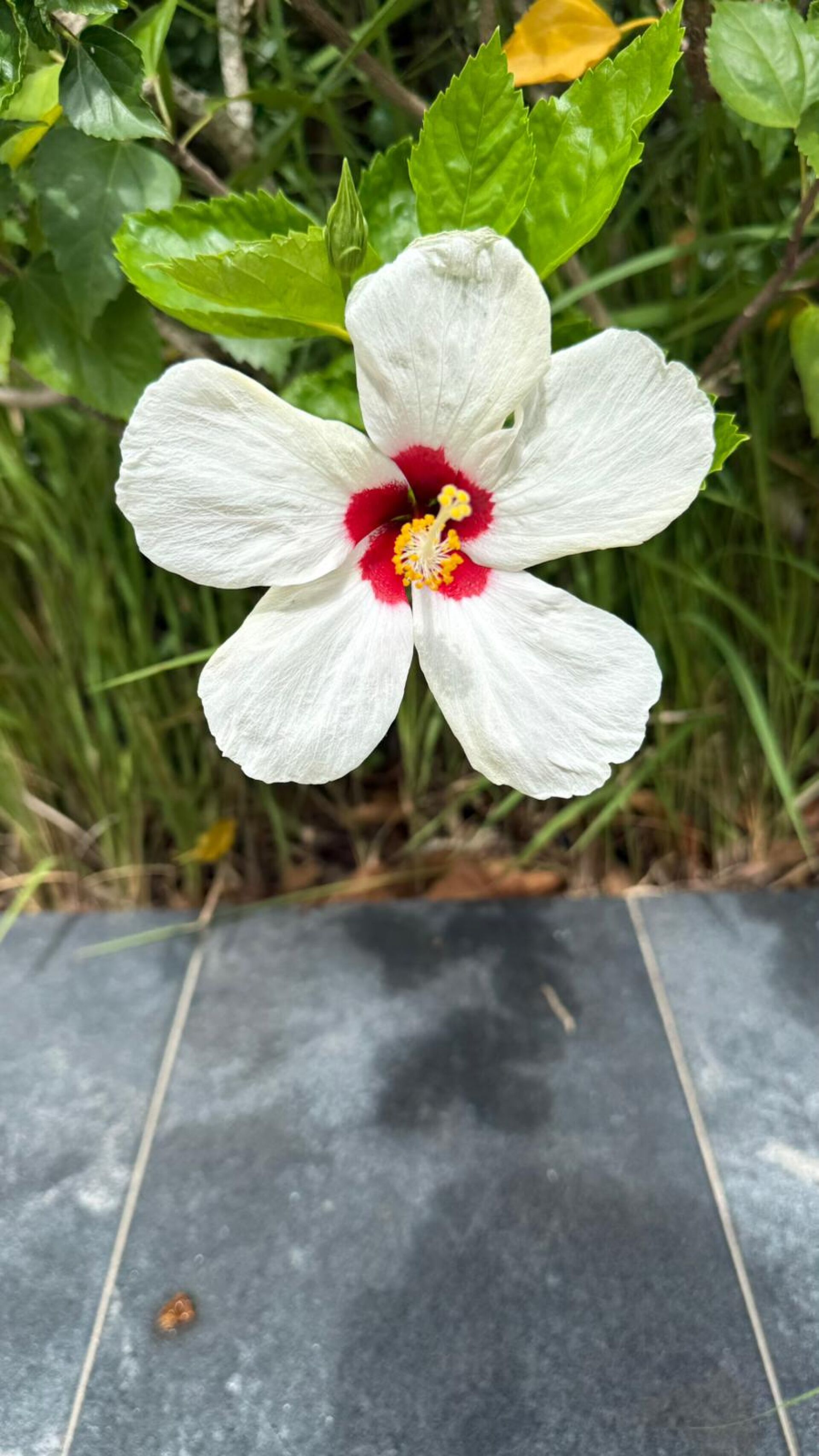 https://www.fa.gov.hk/朱槿(扶桑、大紅花)