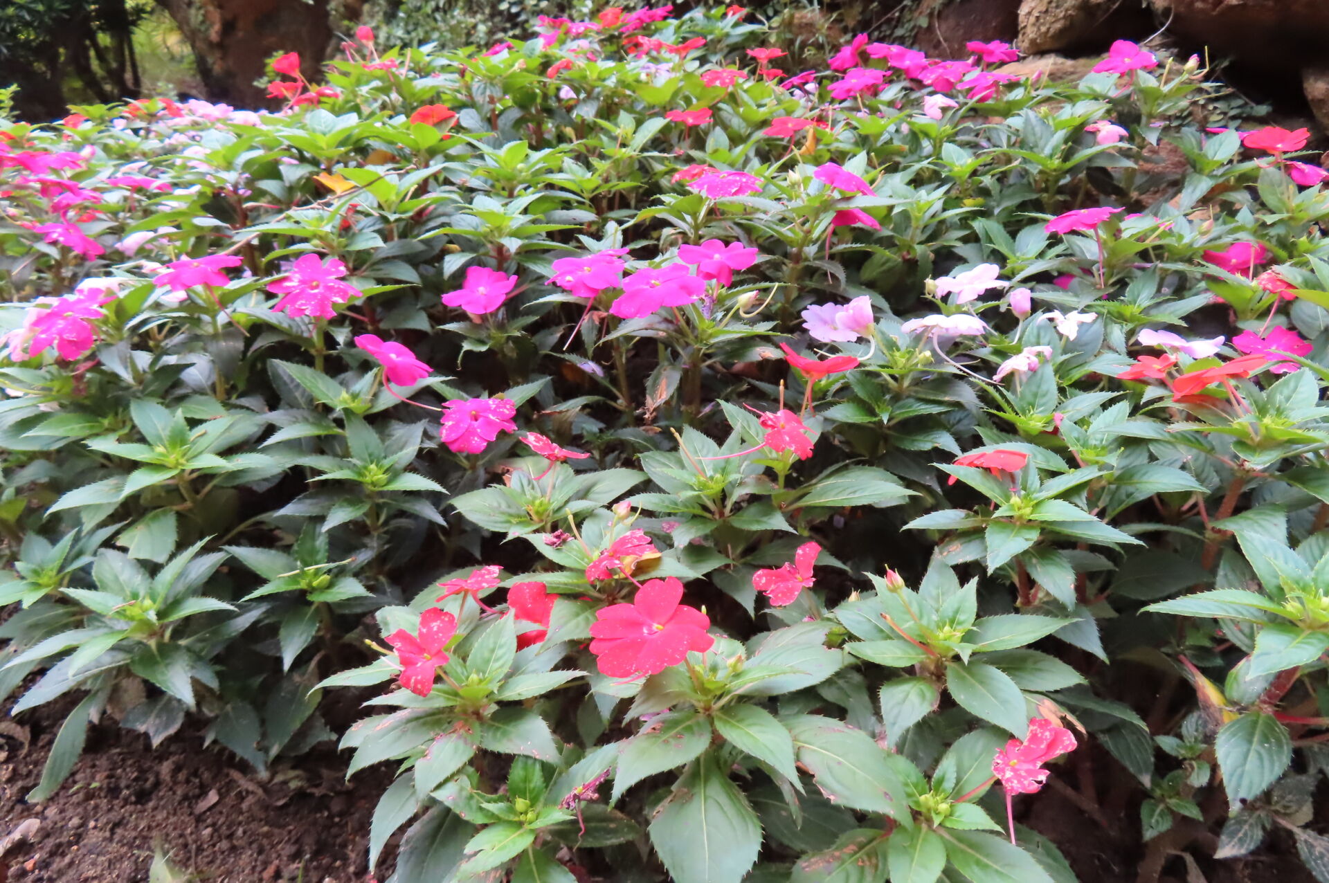 https://www.fa.gov.hk/桑蓓斯鳳仙花