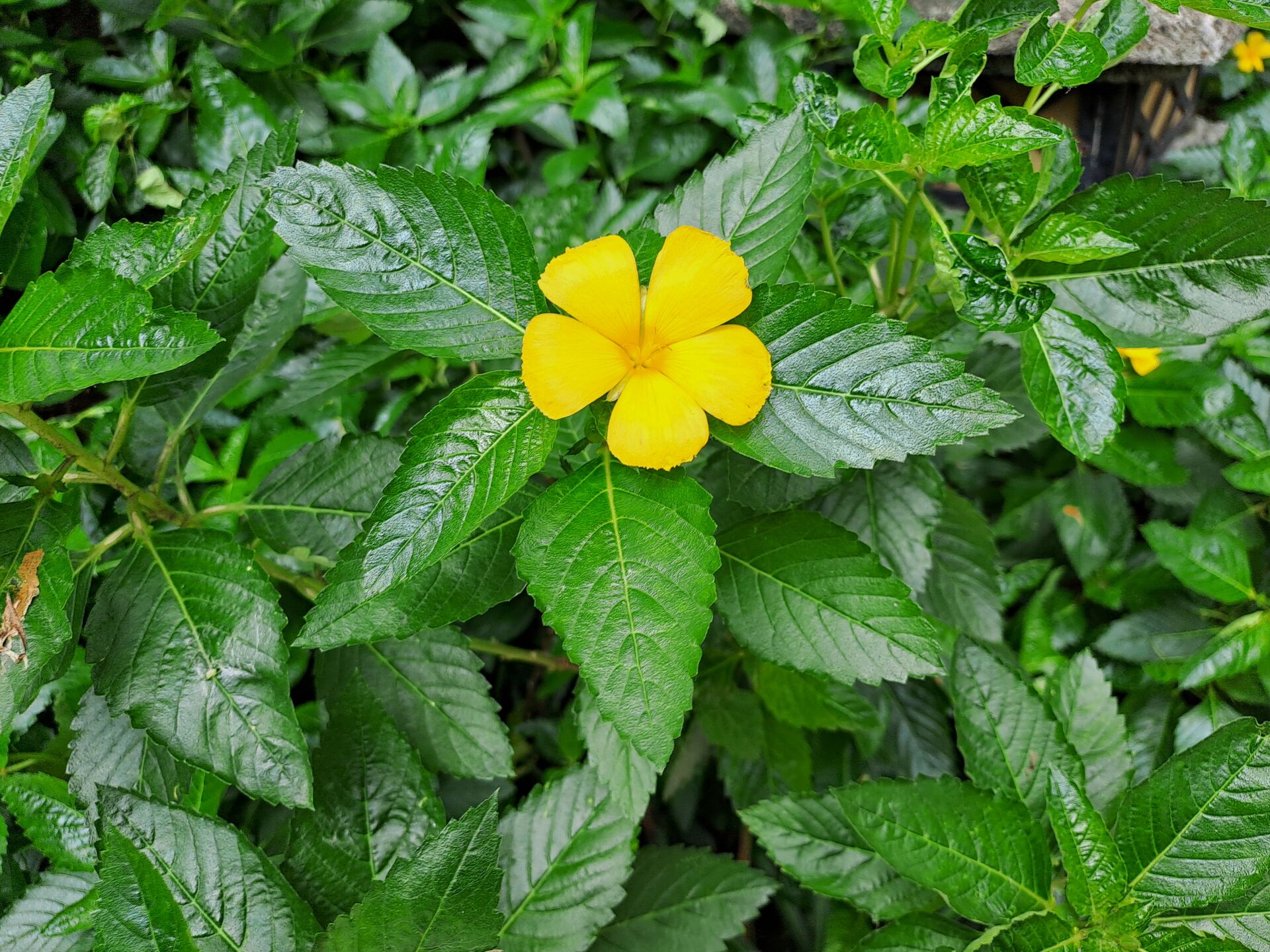 https://www.fa.gov.hk/黃時鐘花