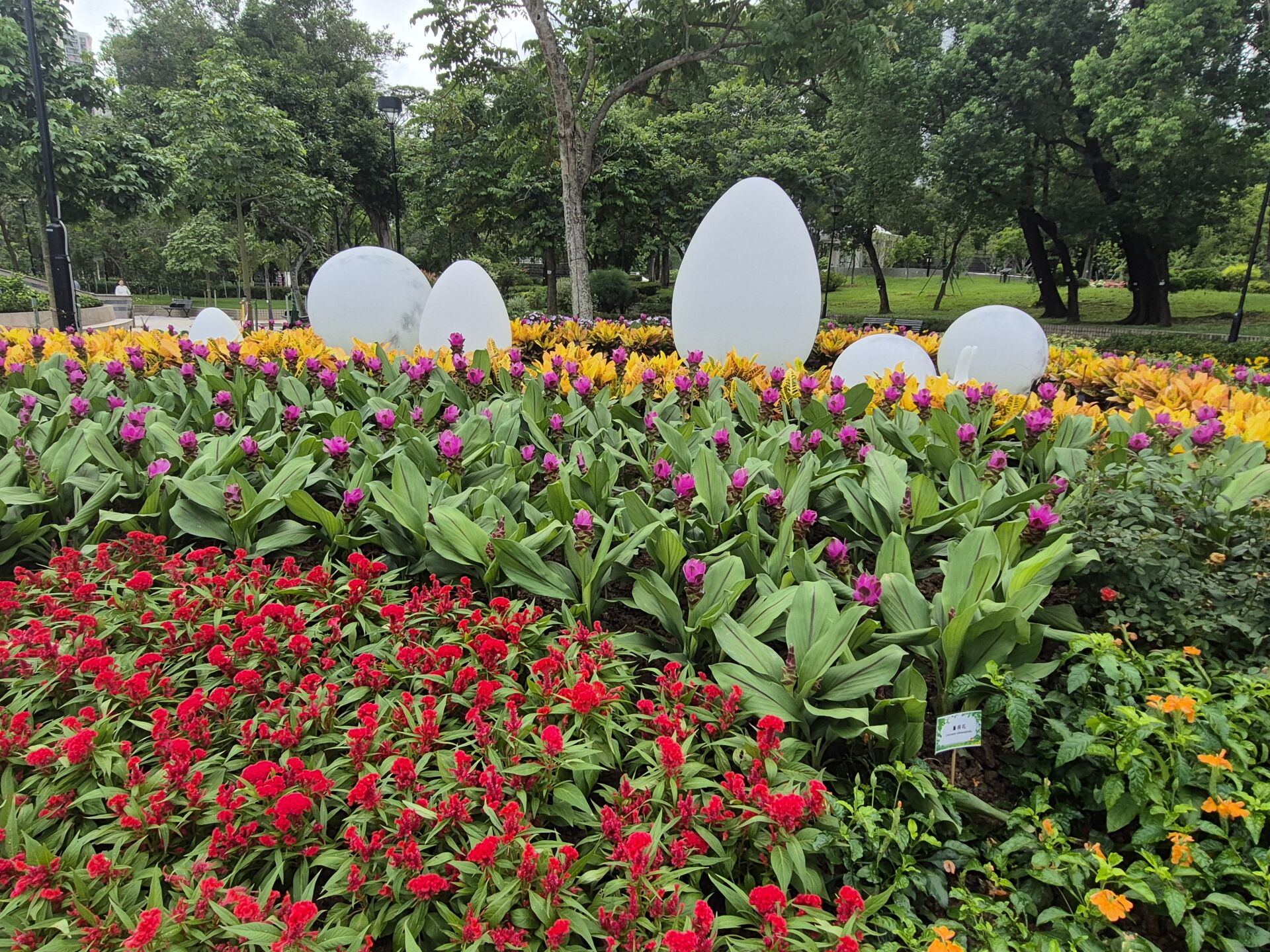 https://www.fa.gov.hk/薑荷花, 雞冠花