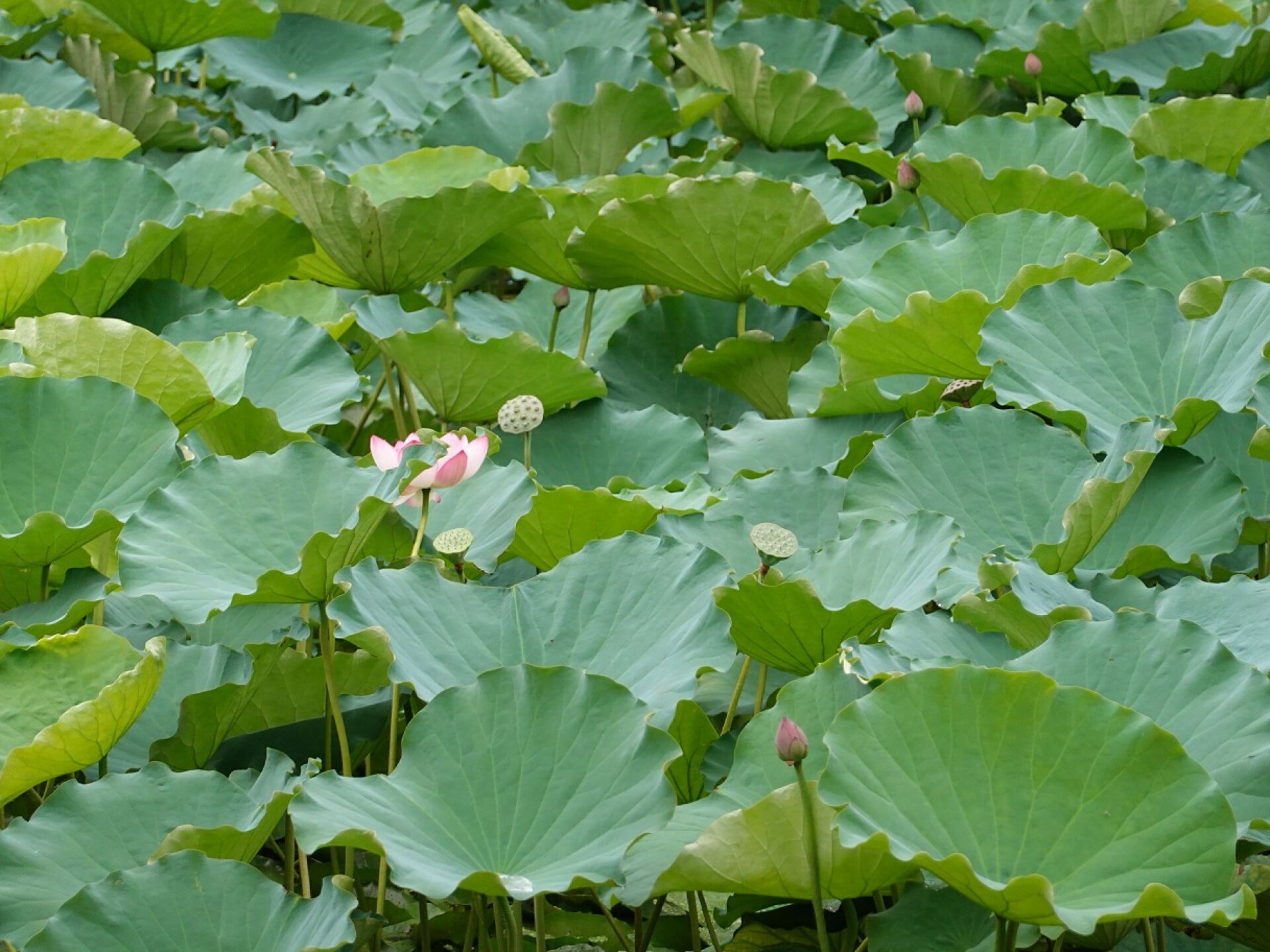 https://www.fa.gov.hk/荷花