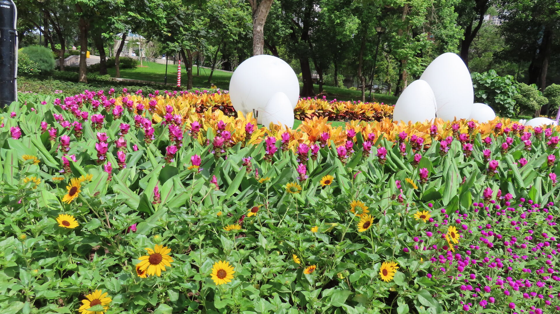 https://www.fa.gov.hk/向日葵(太陽花), 薑荷花