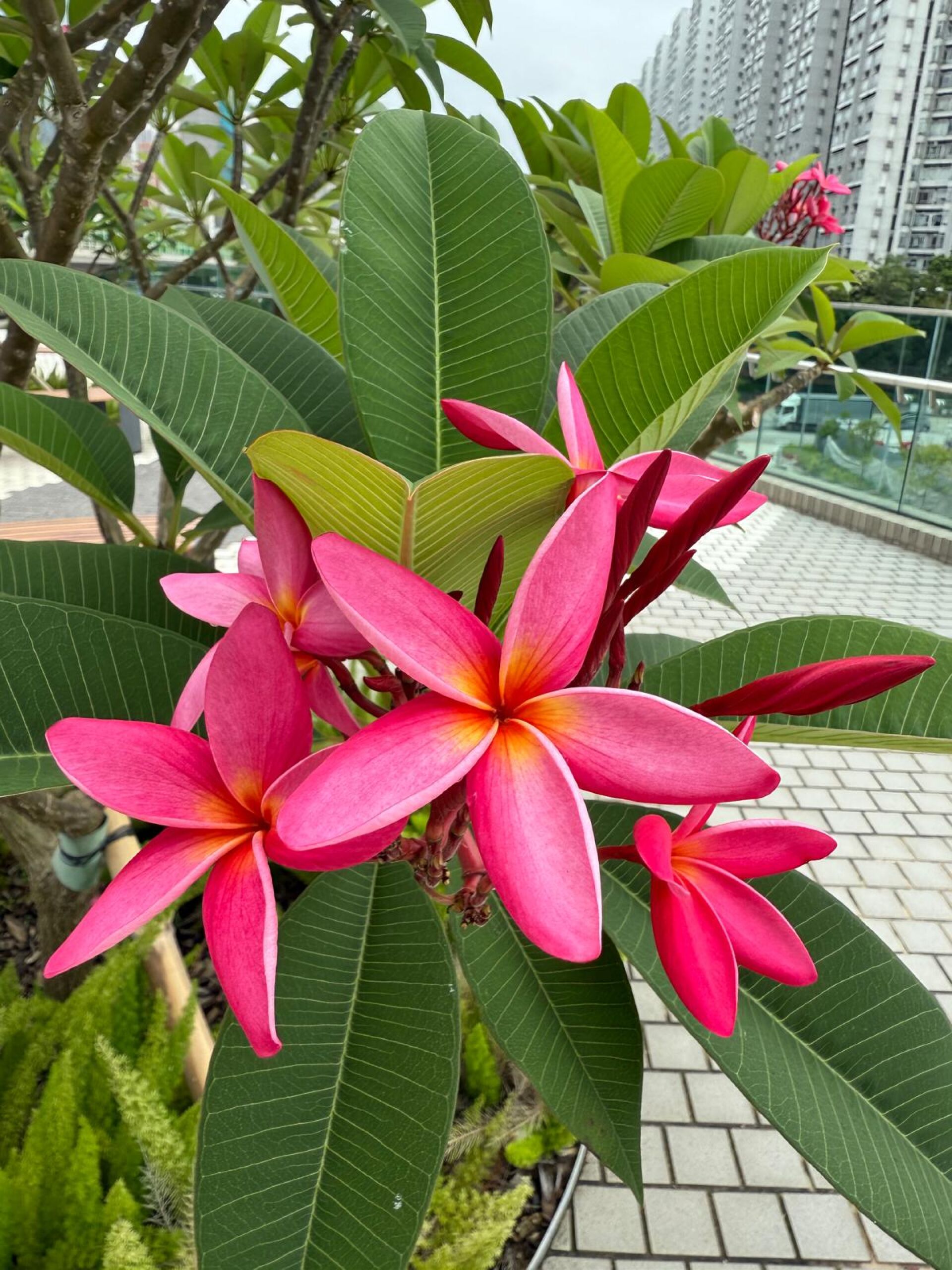 https://www.fa.gov.hk/紅雞蛋花