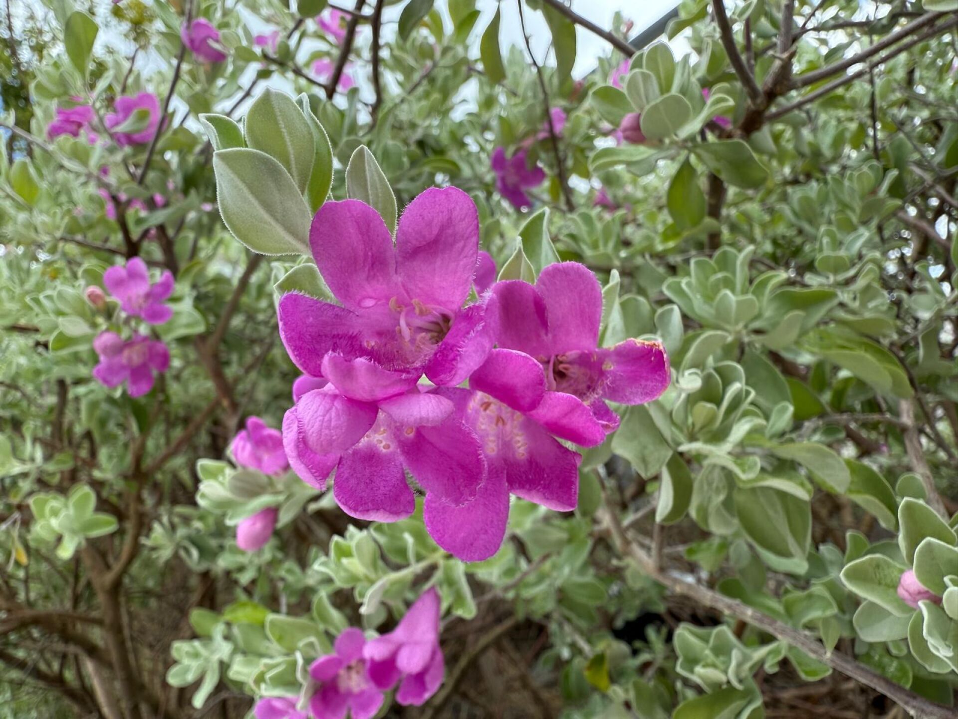 https://www.fa.gov.hk/紅花玉芙蓉