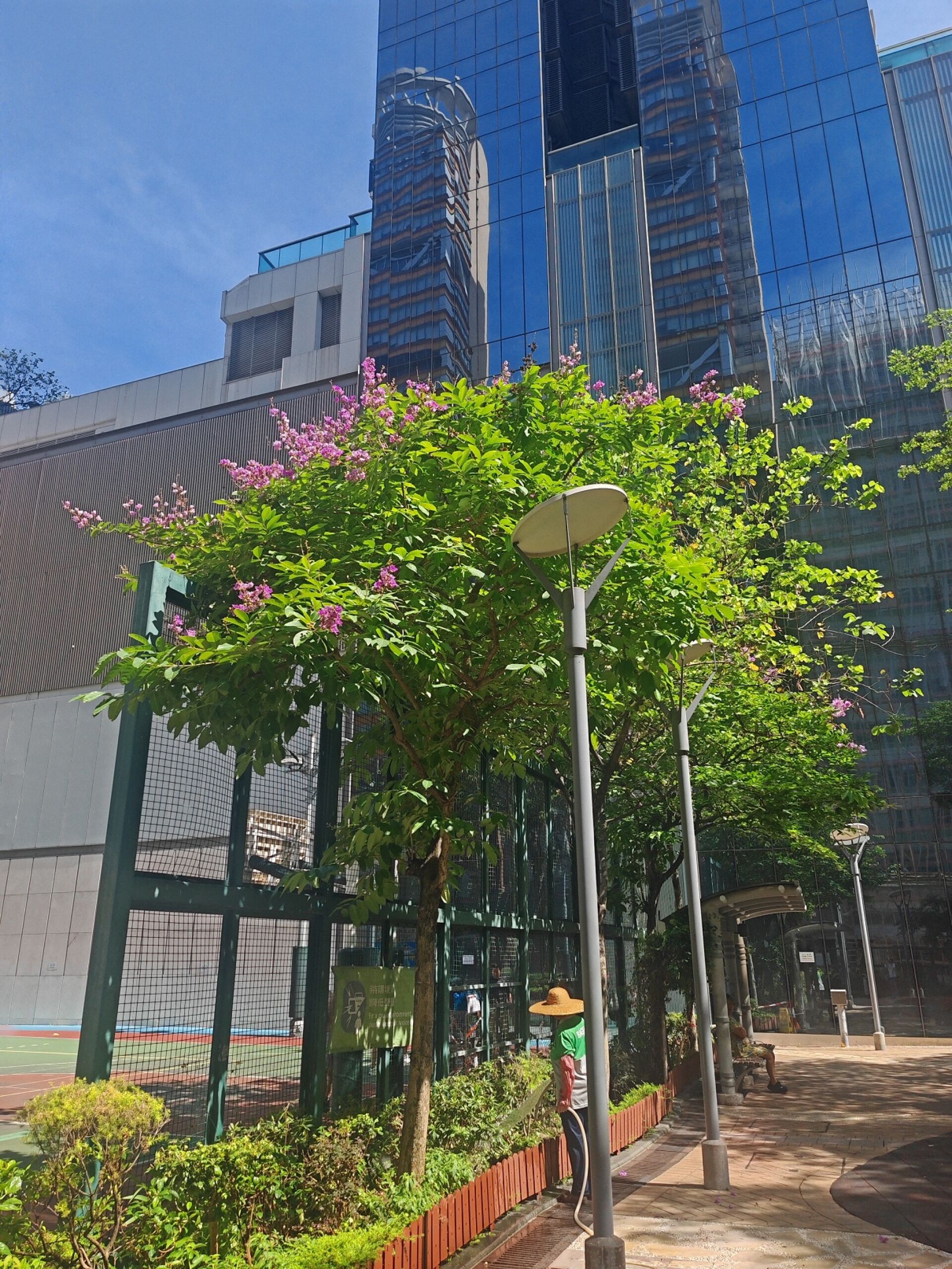 https://www.fa.gov.hk/大花紫薇(洋紫薇)