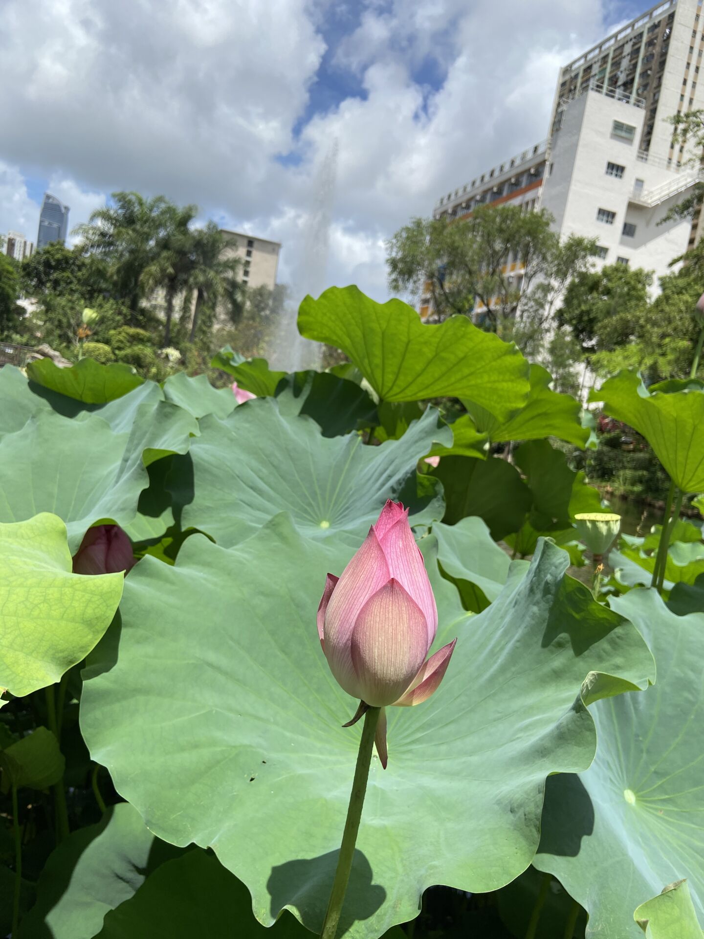 https://www.fa.gov.hk/荷花