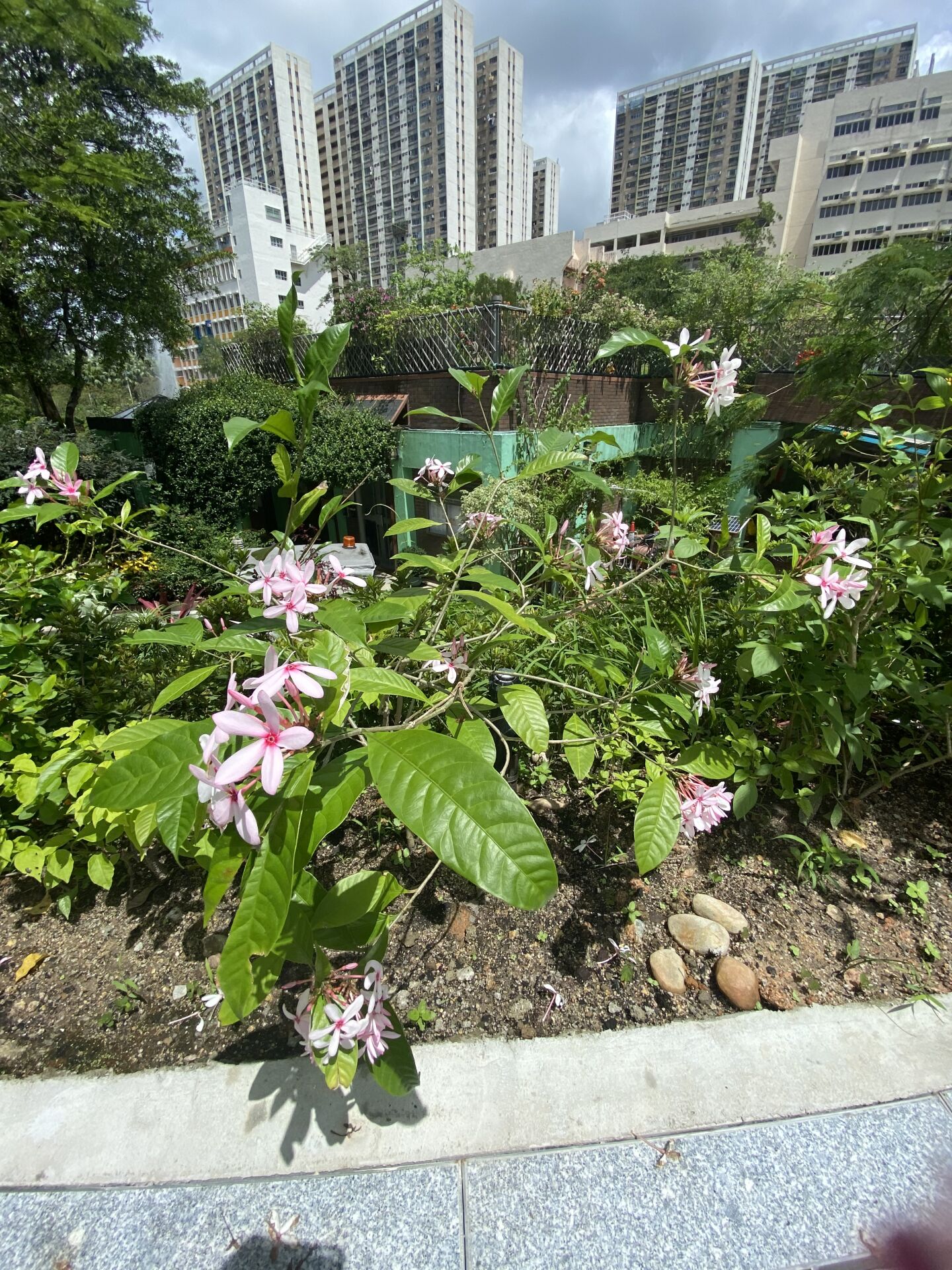 https://www.fa.gov.hk/紅花蕊木