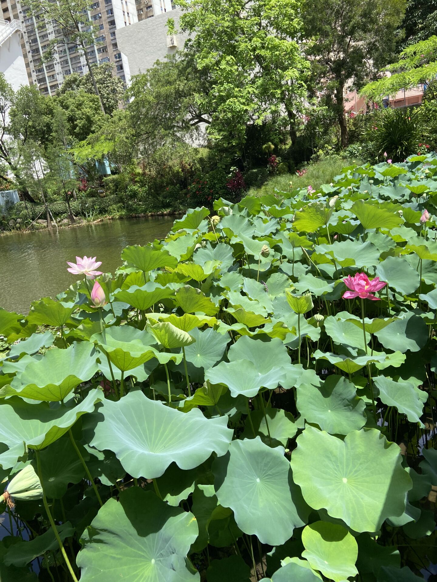 https://www.fa.gov.hk/荷花