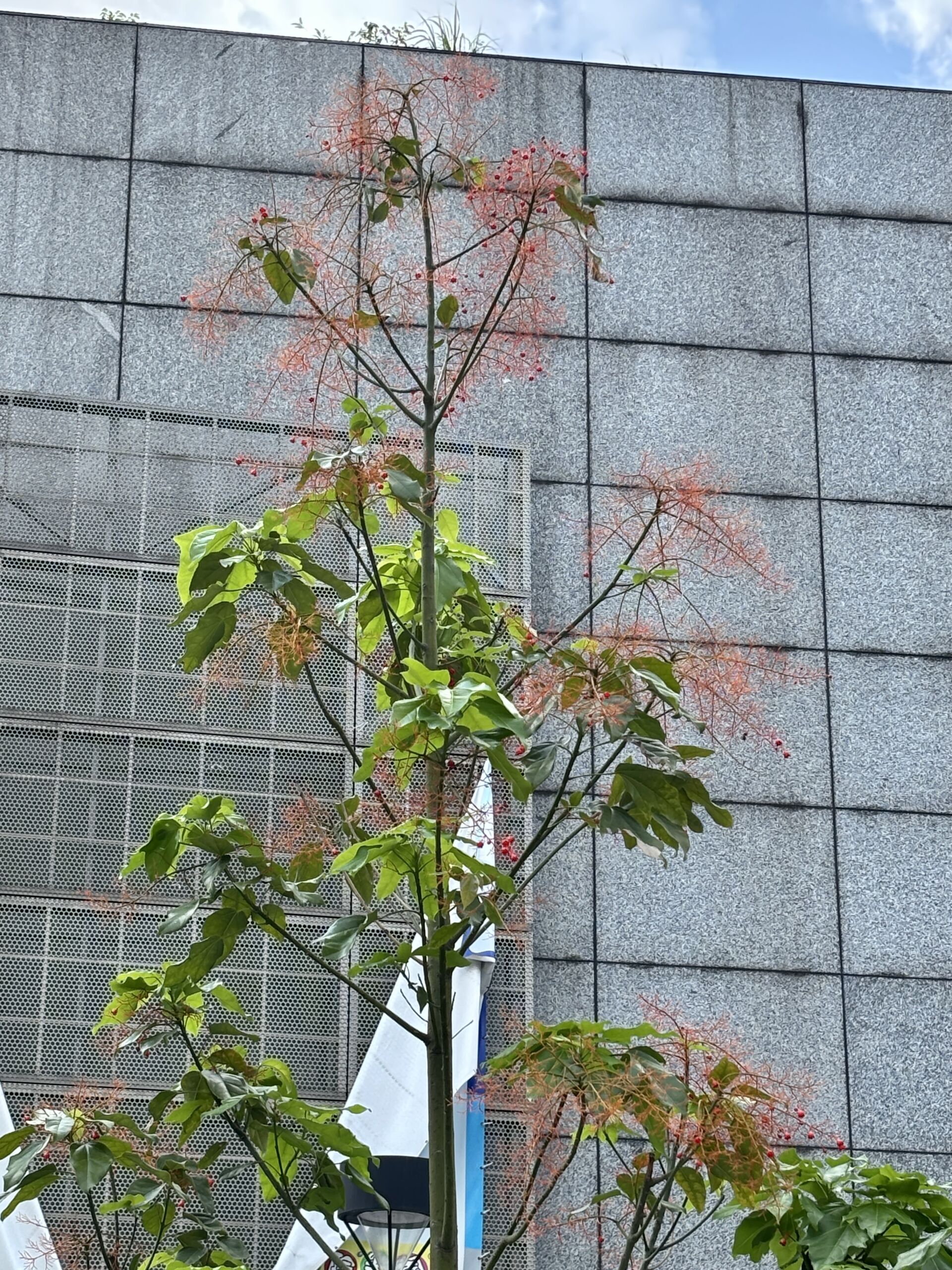 https://www.fa.gov.hk/槭葉蘋婆