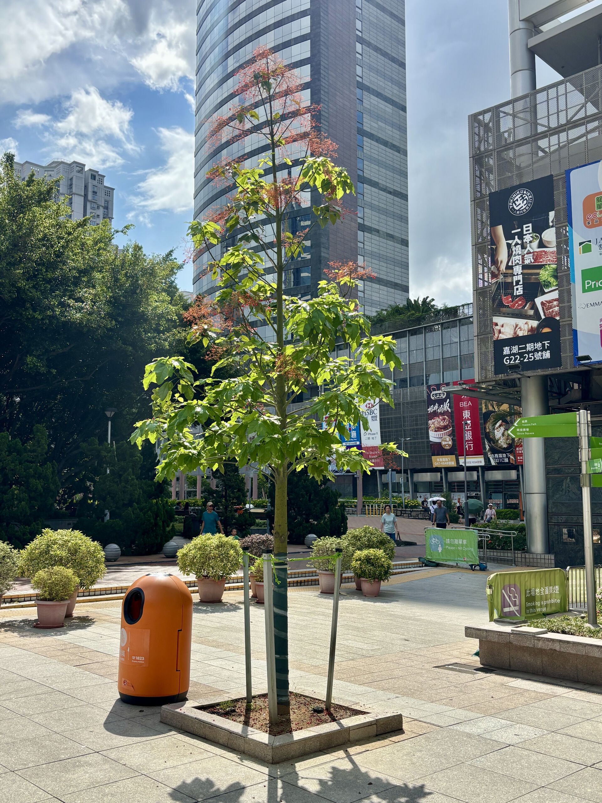 https://www.fa.gov.hk/槭葉蘋婆