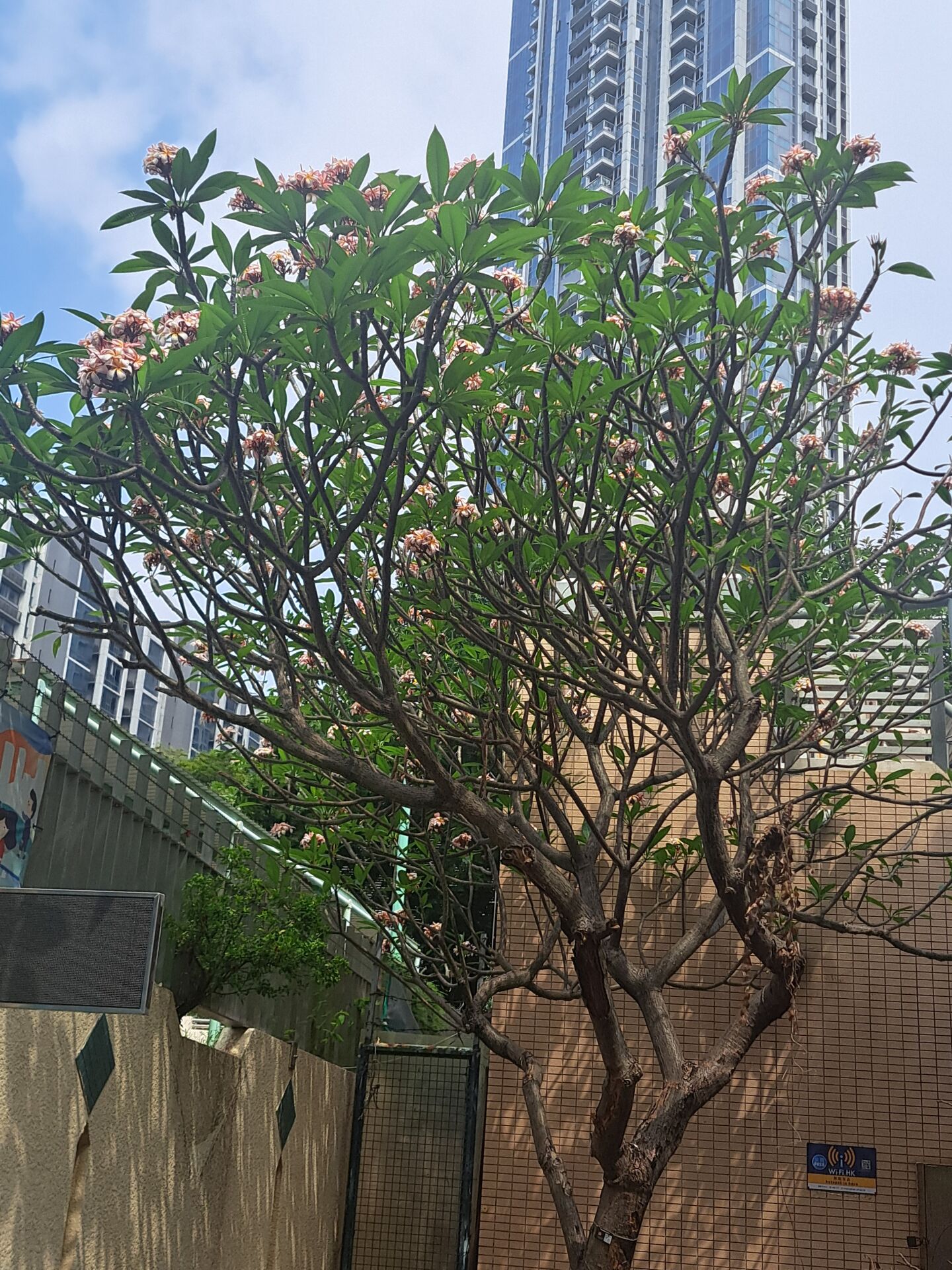 https://www.fa.gov.hk/雞蛋花