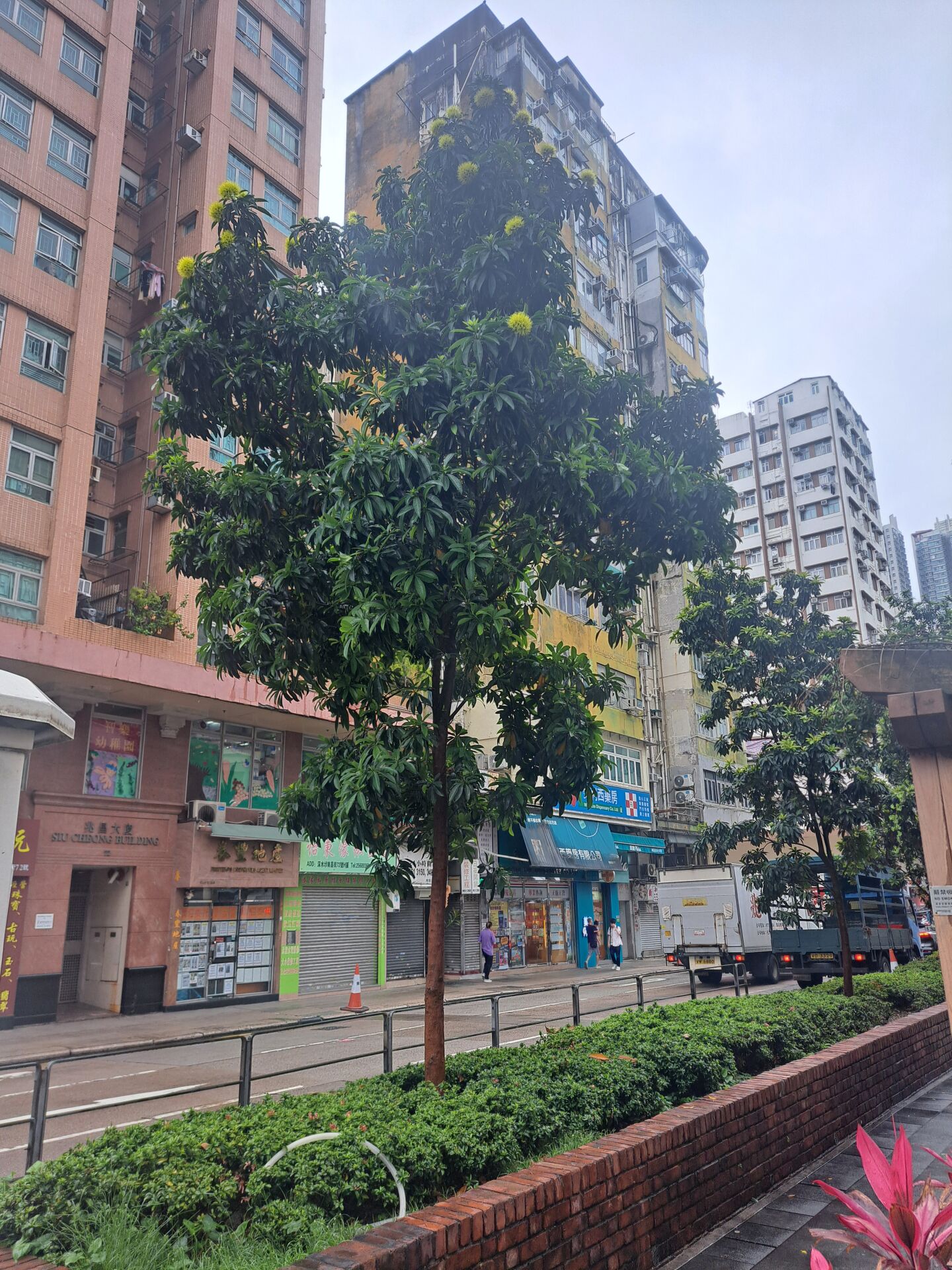https://www.fa.gov.hk/金蒲桃
