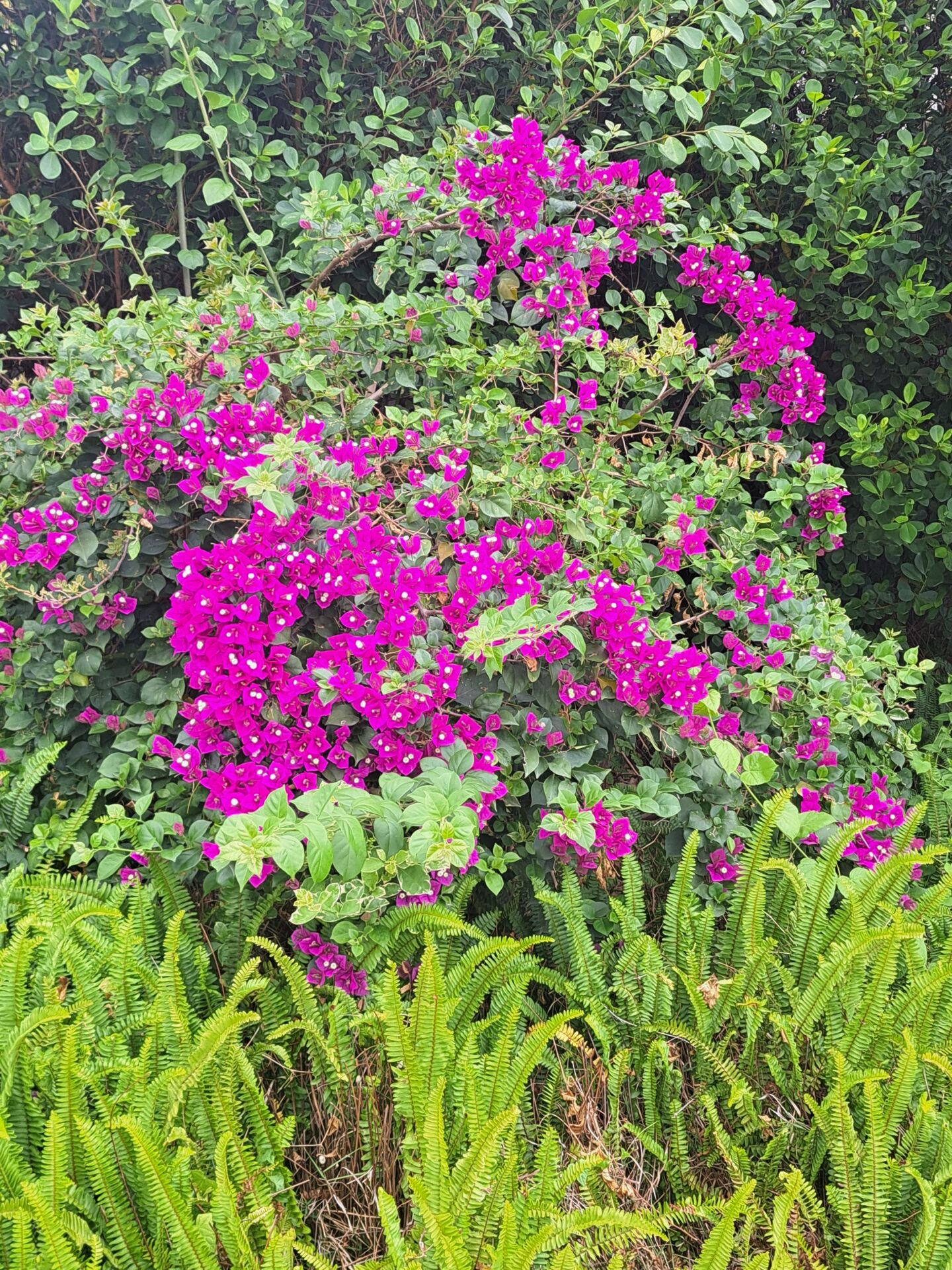 https://www.fa.gov.hk/葉子花(簕杜鵑)