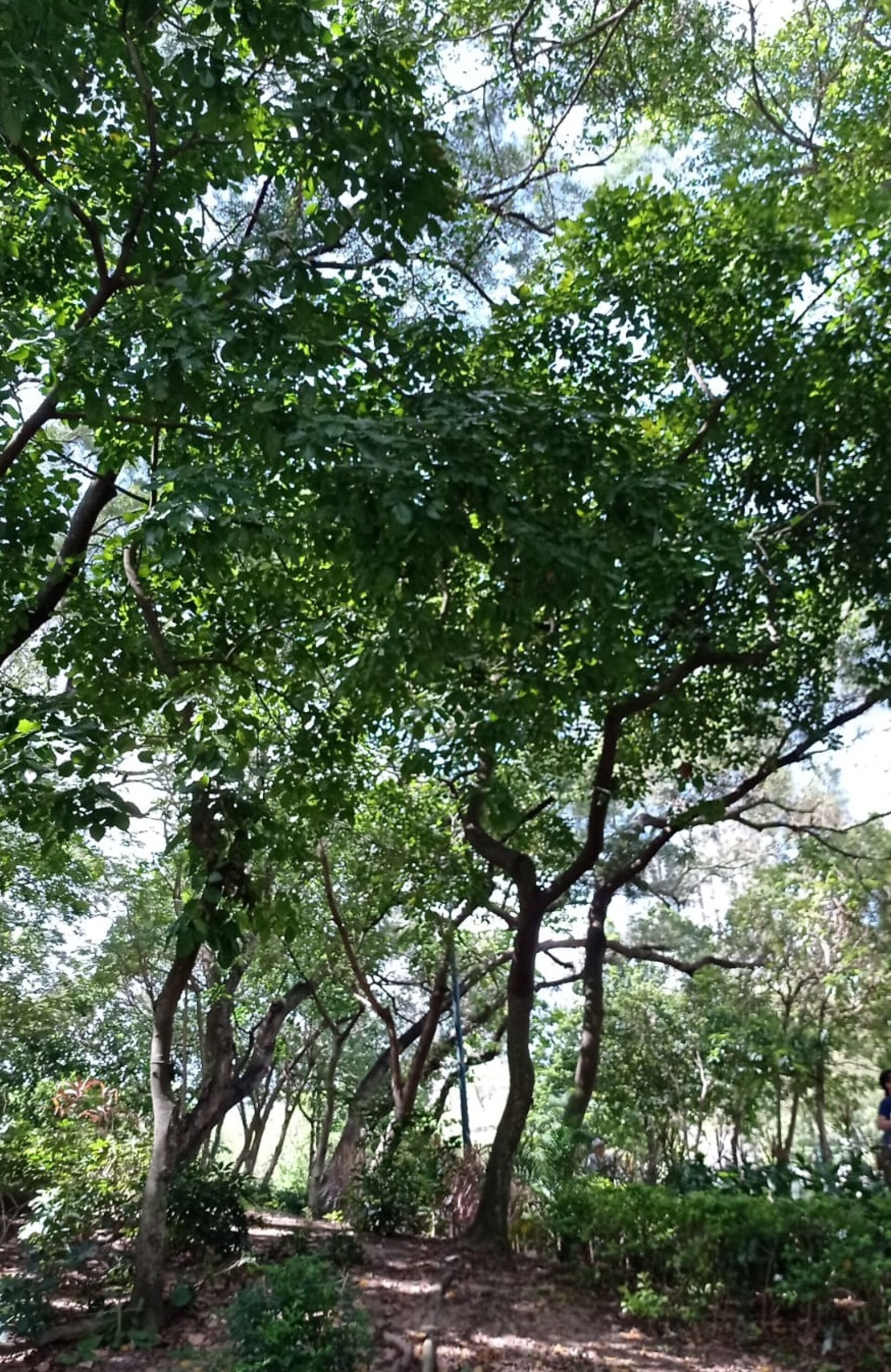 https://www.fa.gov.hk/水黃皮