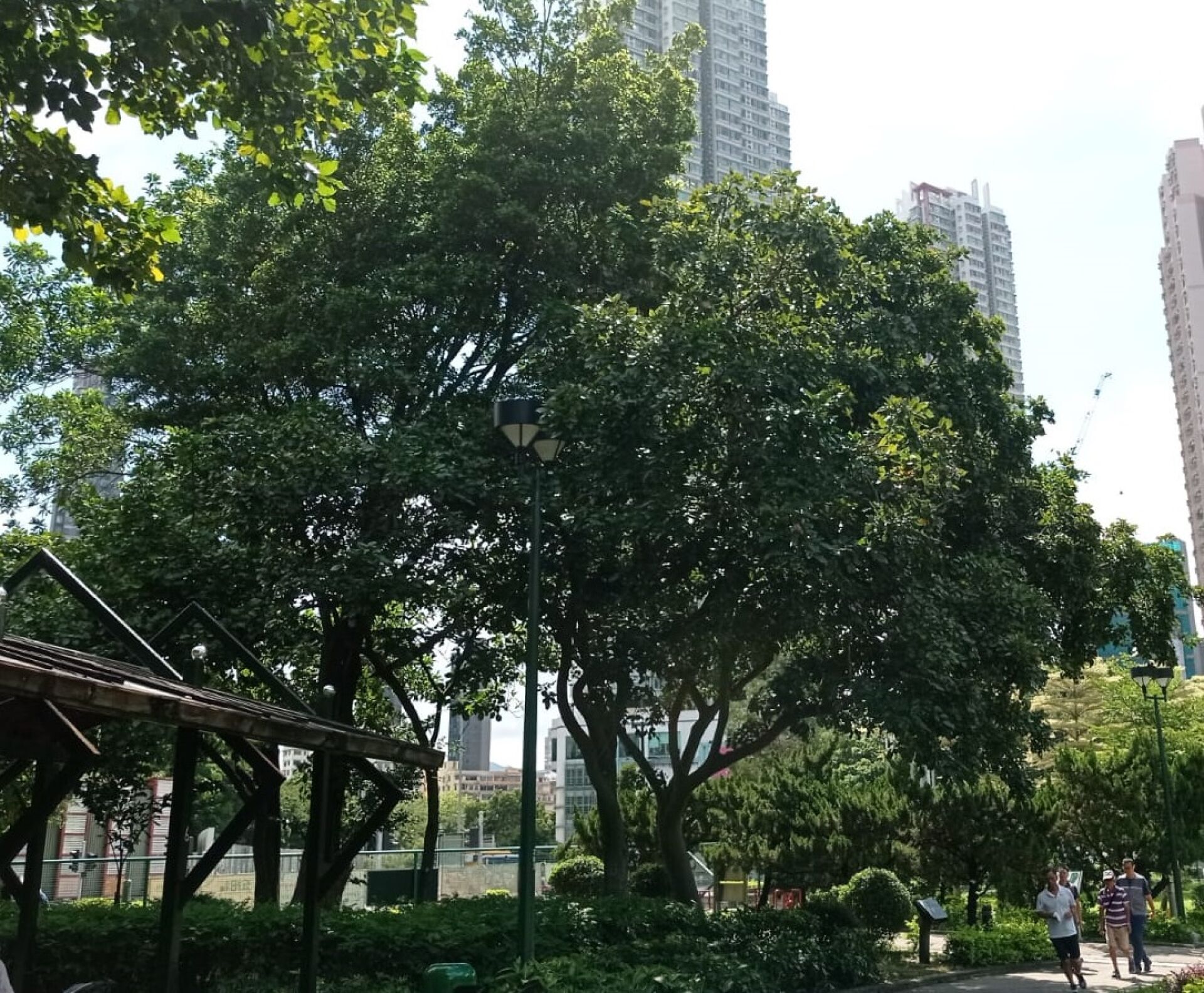 https://www.fa.gov.hk/水黃皮